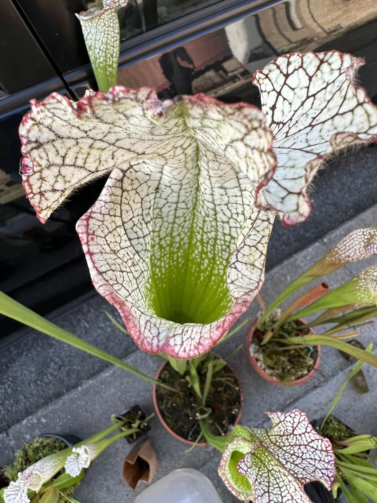 S. leucophylla "Bocaza", red & white, giant form