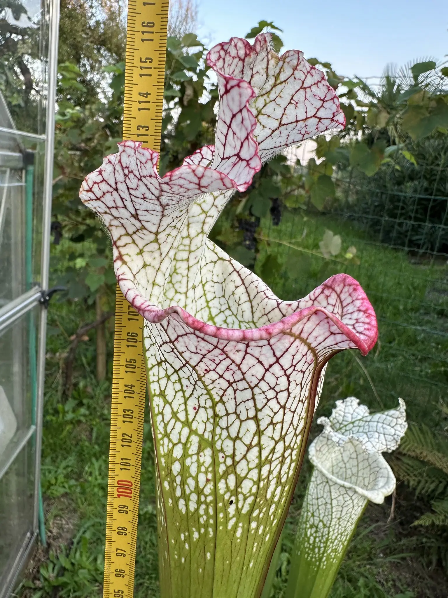 S. leucophylla "Bocaza", red & white, giant form
