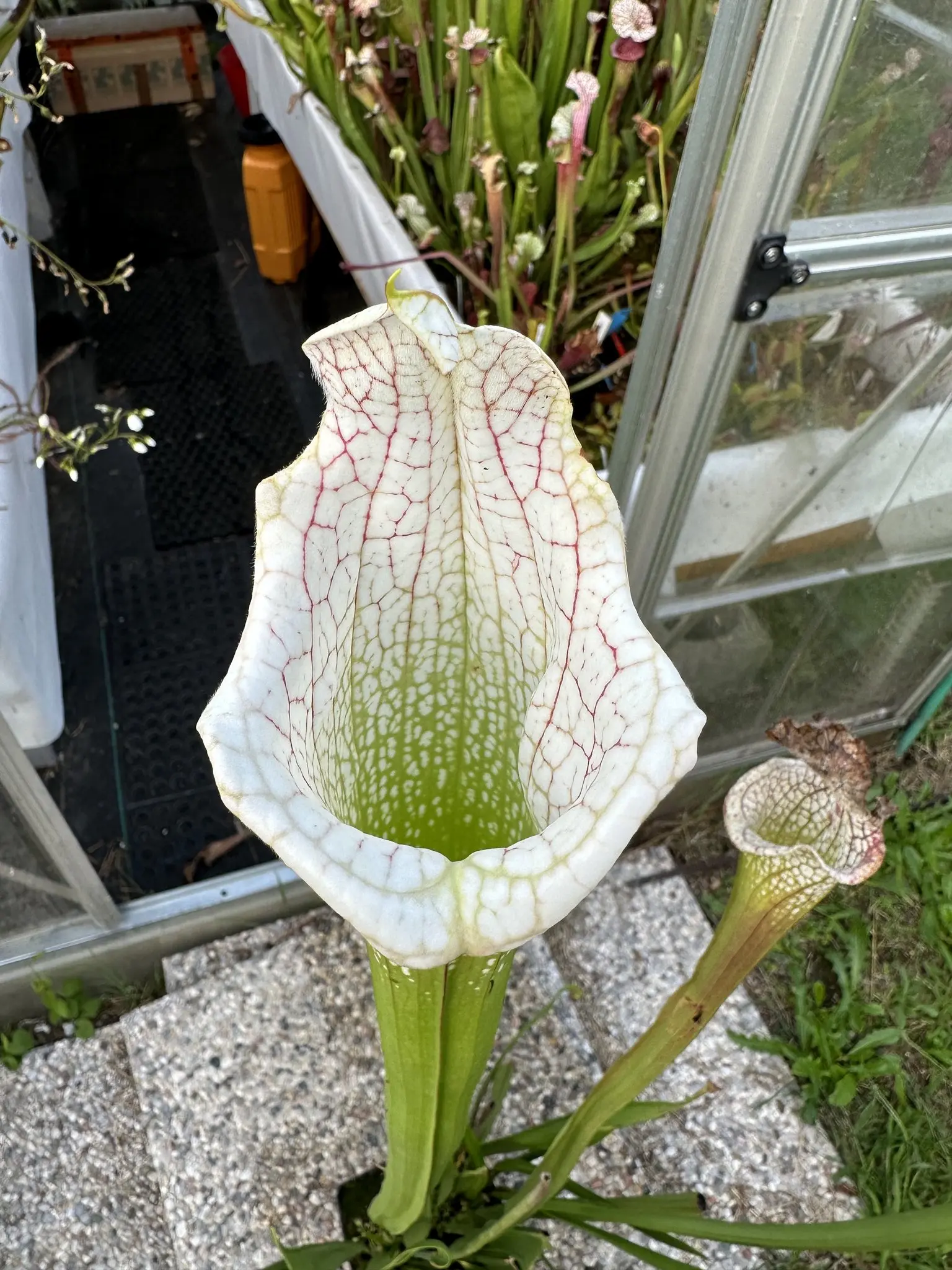 S. leucophylla 'White beast'