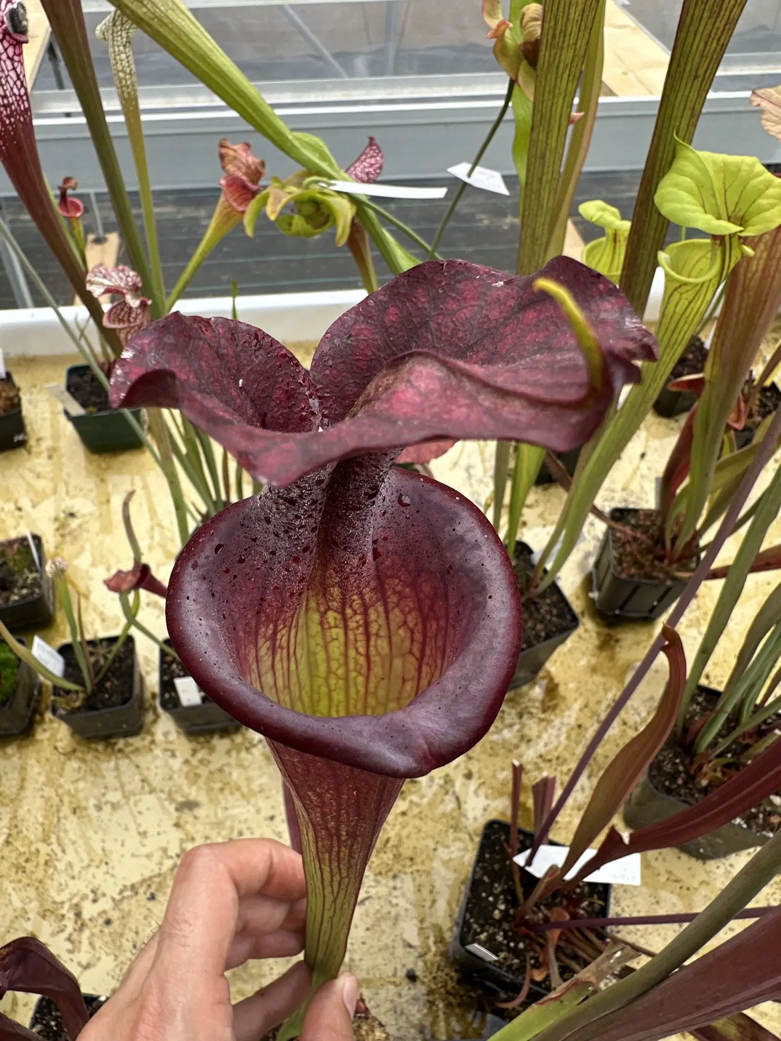 S. x (leucophylla x ornata) x Adrian Slack, clone B