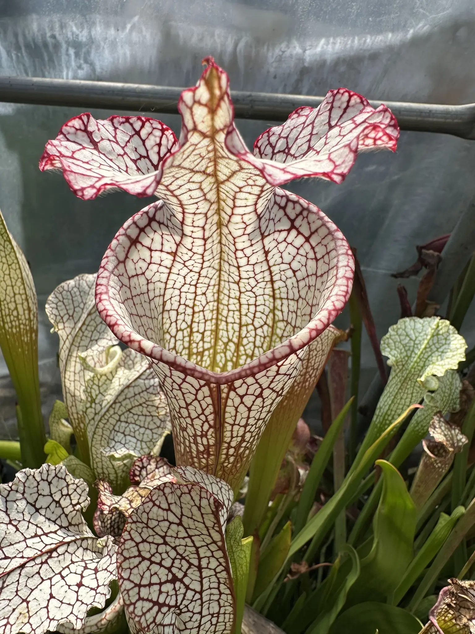 S. x Bocaza x Dana's Delight), clone A