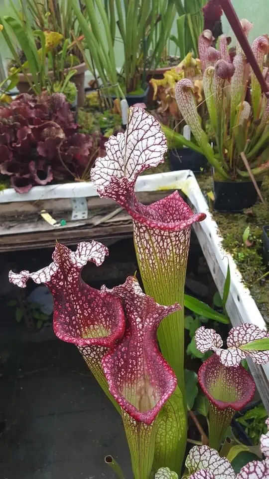 S. moorei "Bocca di rosa"