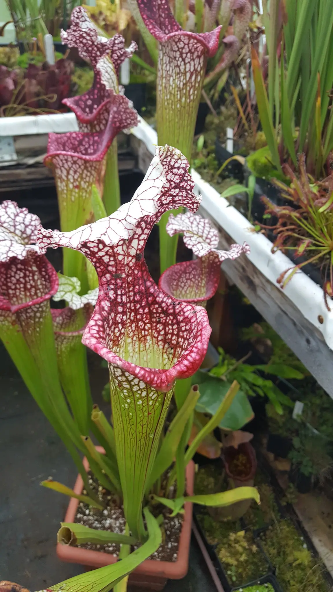 S. moorei "Bocca di rosa"