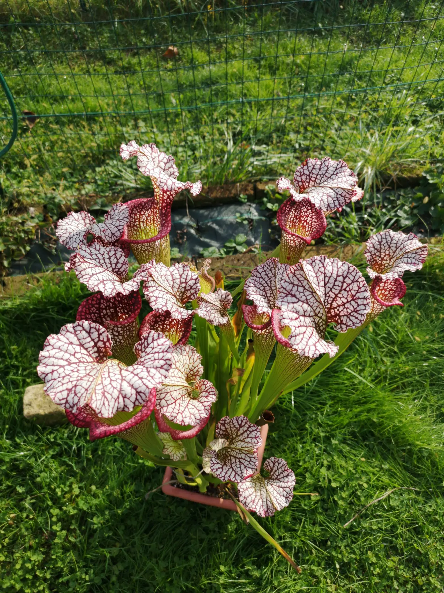 S. moorei "Bocca di rosa"