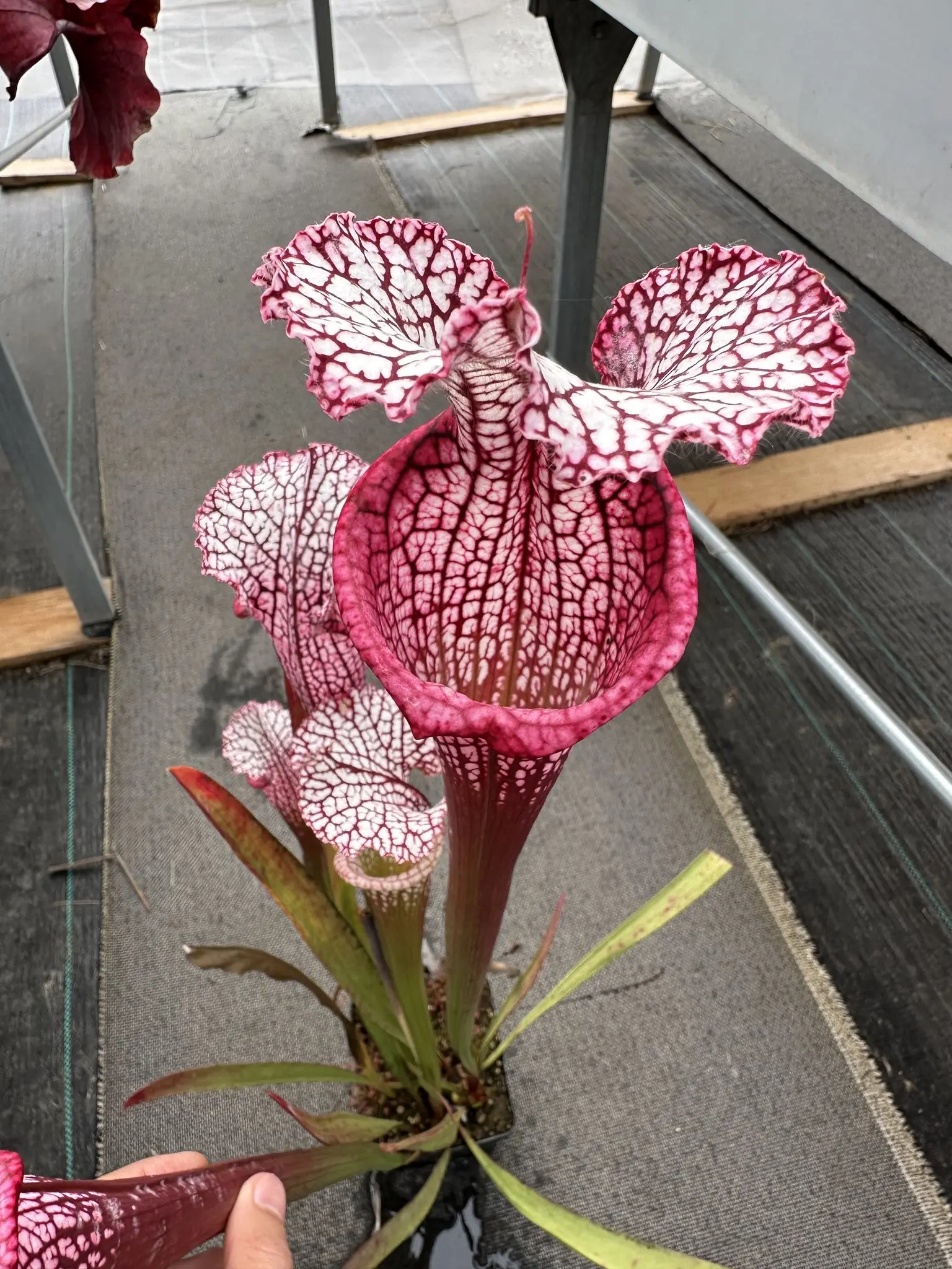 S. leucophylla, clone 11