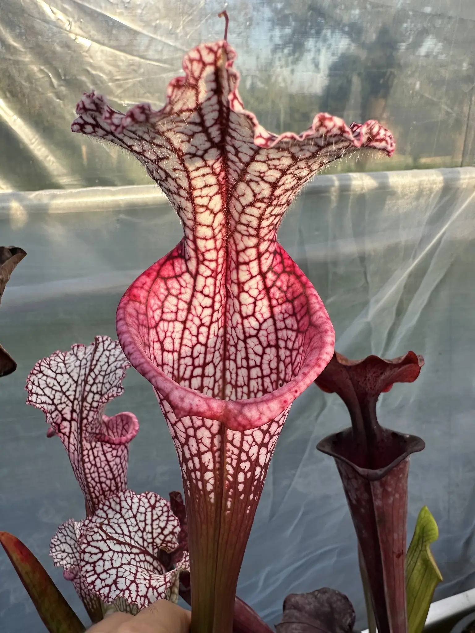 S. leucophylla, clone 11