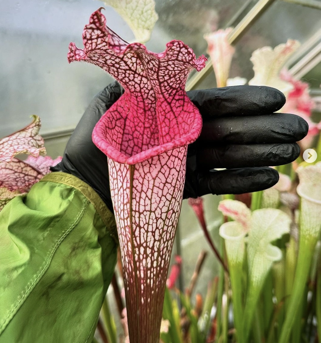 S. leucophylla "Pink lady", elegant pink 