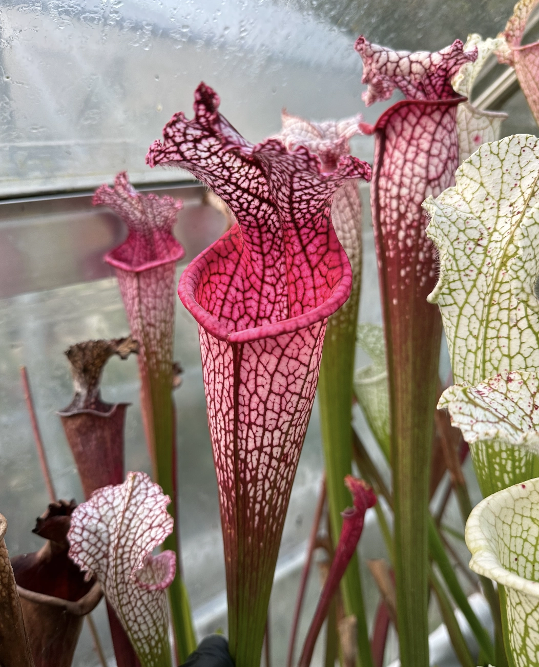 S. leucophylla "Pink lady", elegant pink 