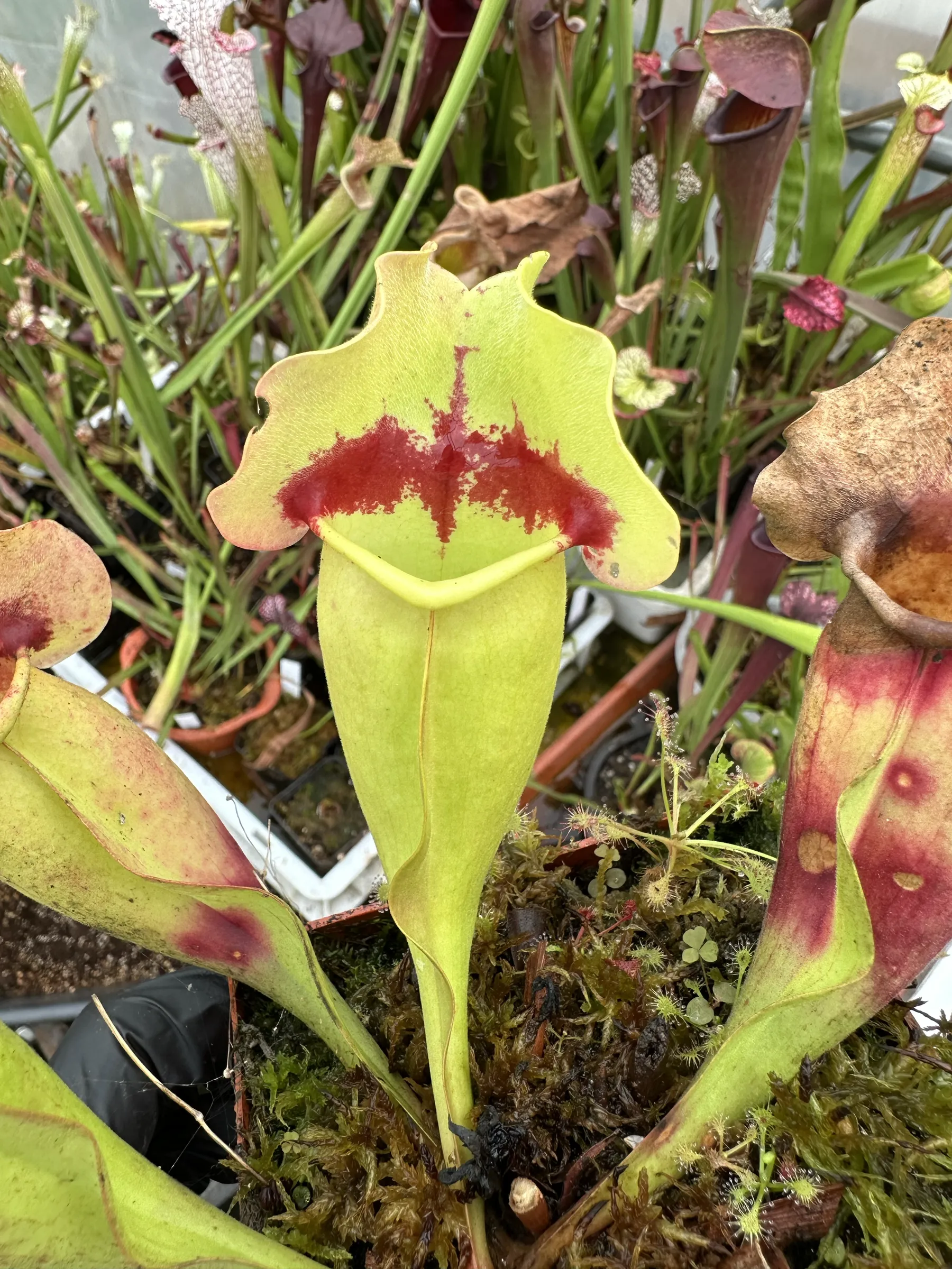 S. purpurea ssp. purpurea 'Tina'