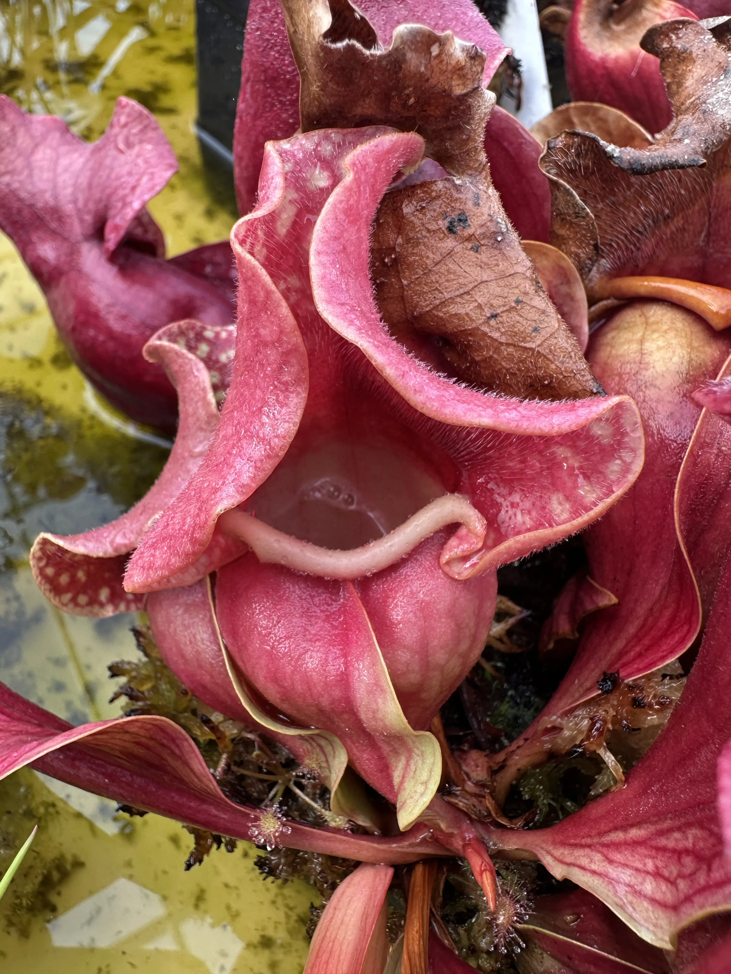 S. rosea "Big Momma DC",  gigantic, shapely pitchers
