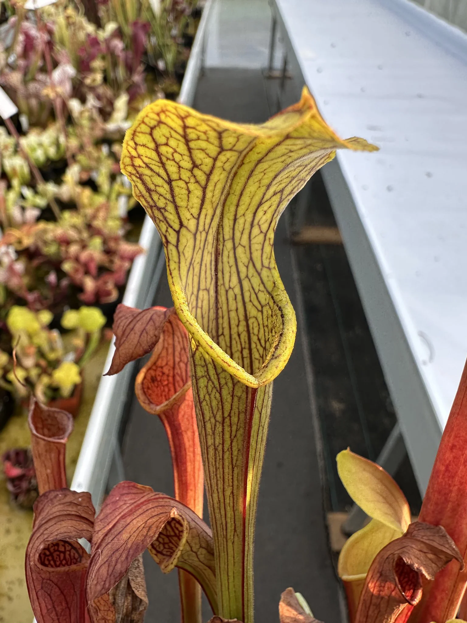 S. rubra ssp.jonesii, small form