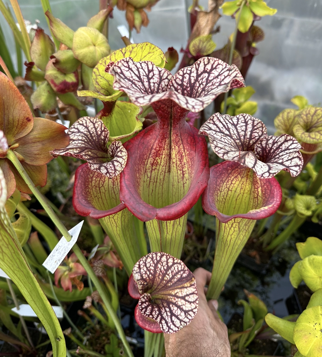 S. x (Pinkish Top x Leah Wilkerson) 