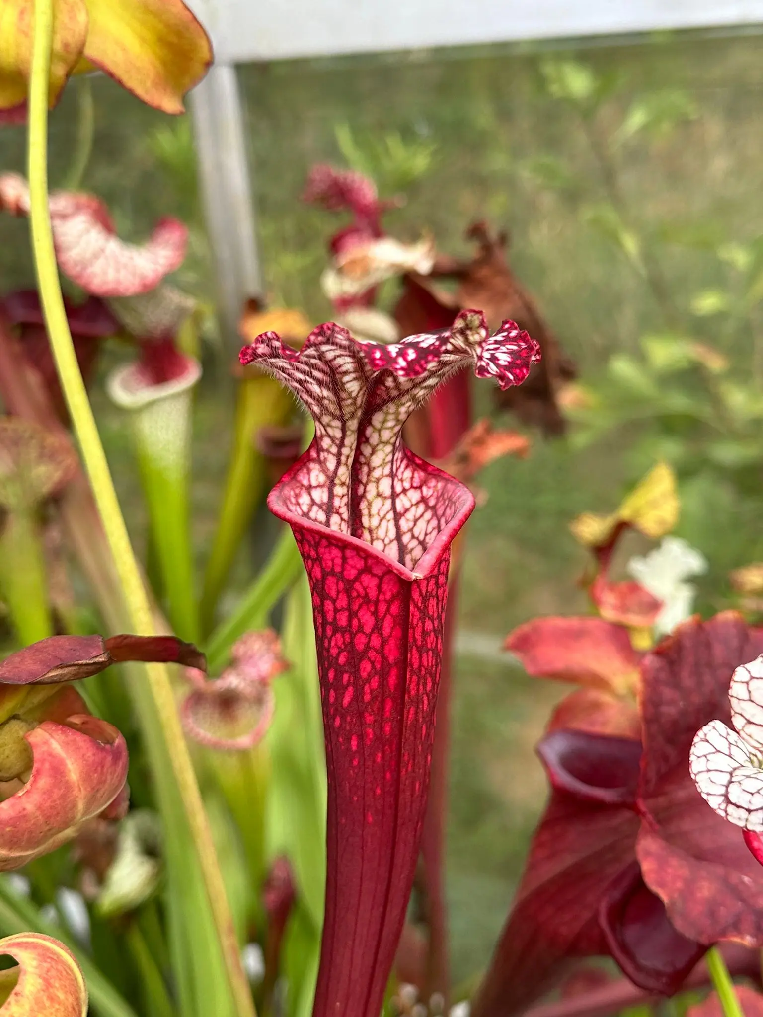 S. leucophylla, "Wilkerson's Red Rocket" F1