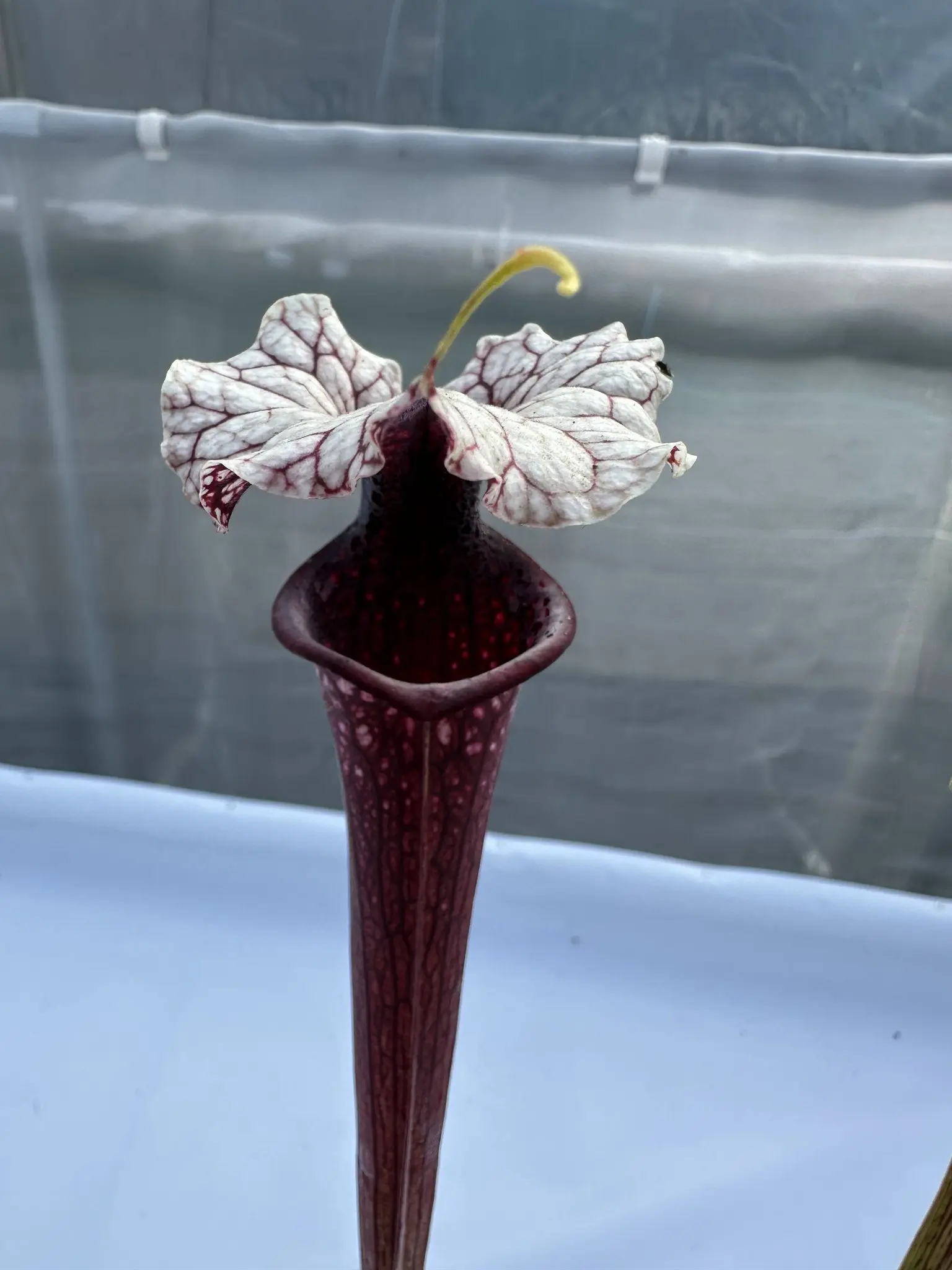 S. x Kiran (Working Name)