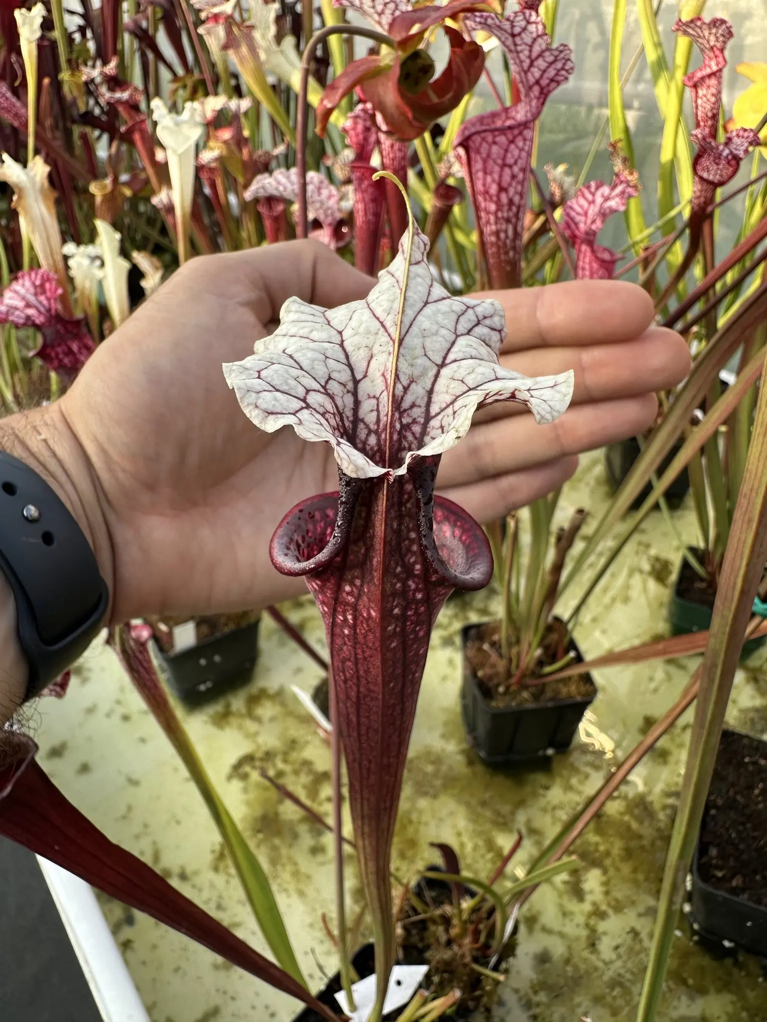 S. x Kiran (Working Name)