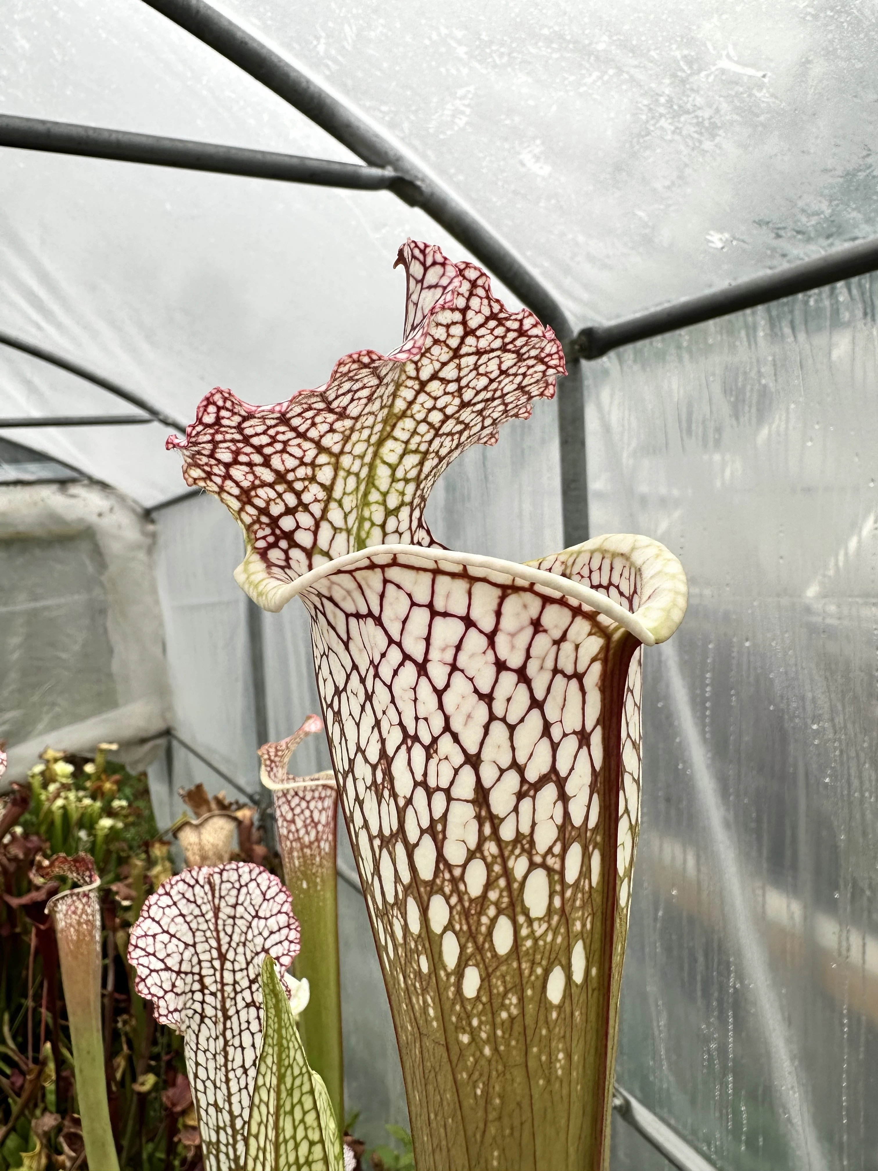 S. leucophylla 'Cronus' (titan tm)