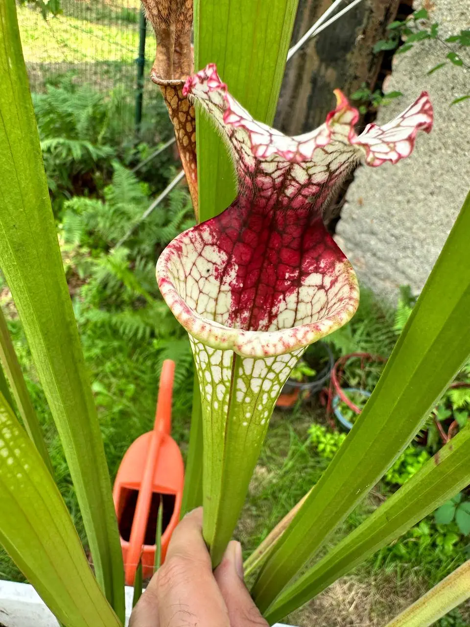 S. moorei red stripe throat