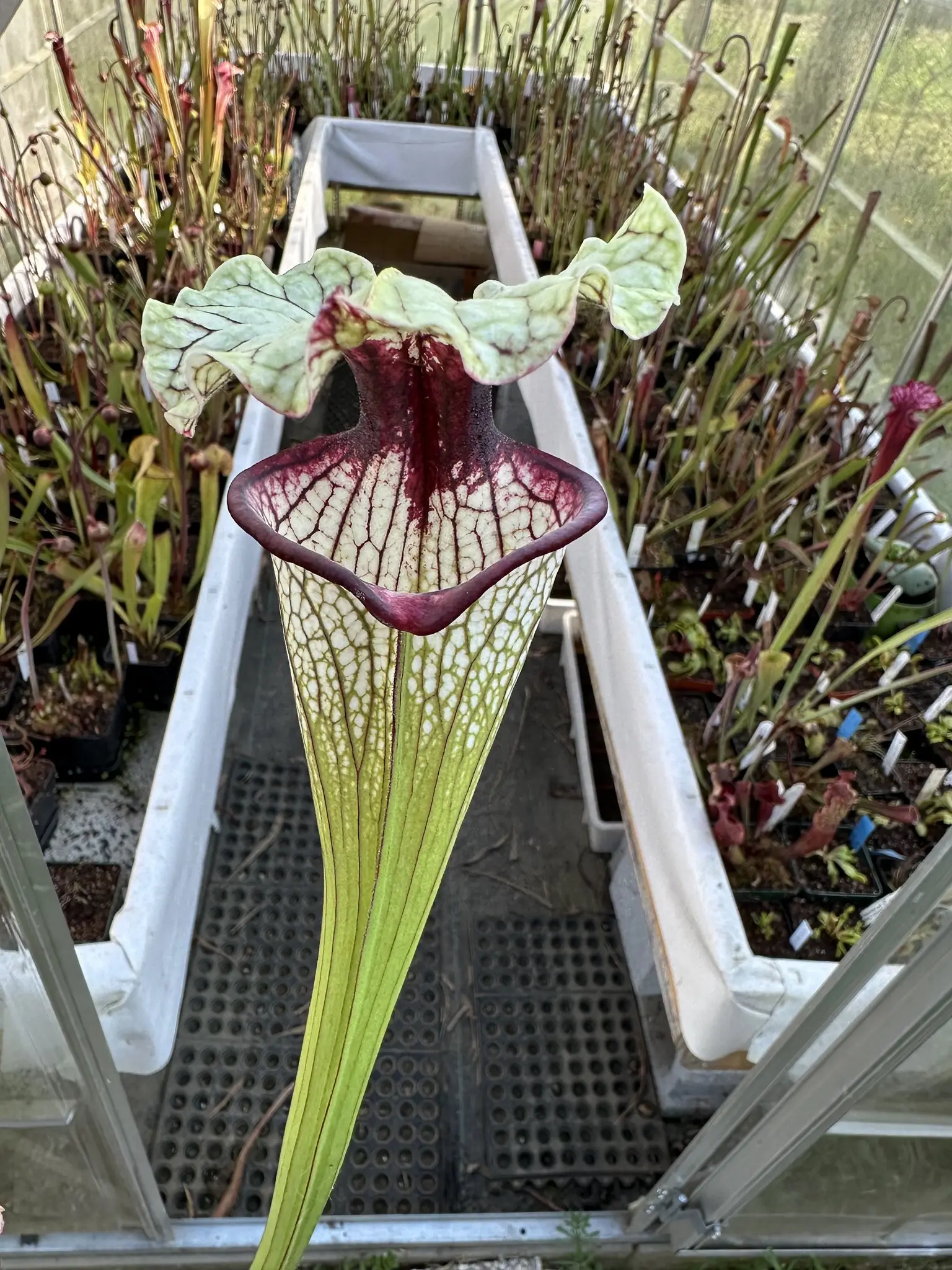 S. x (moorei H404 x Top Lady)