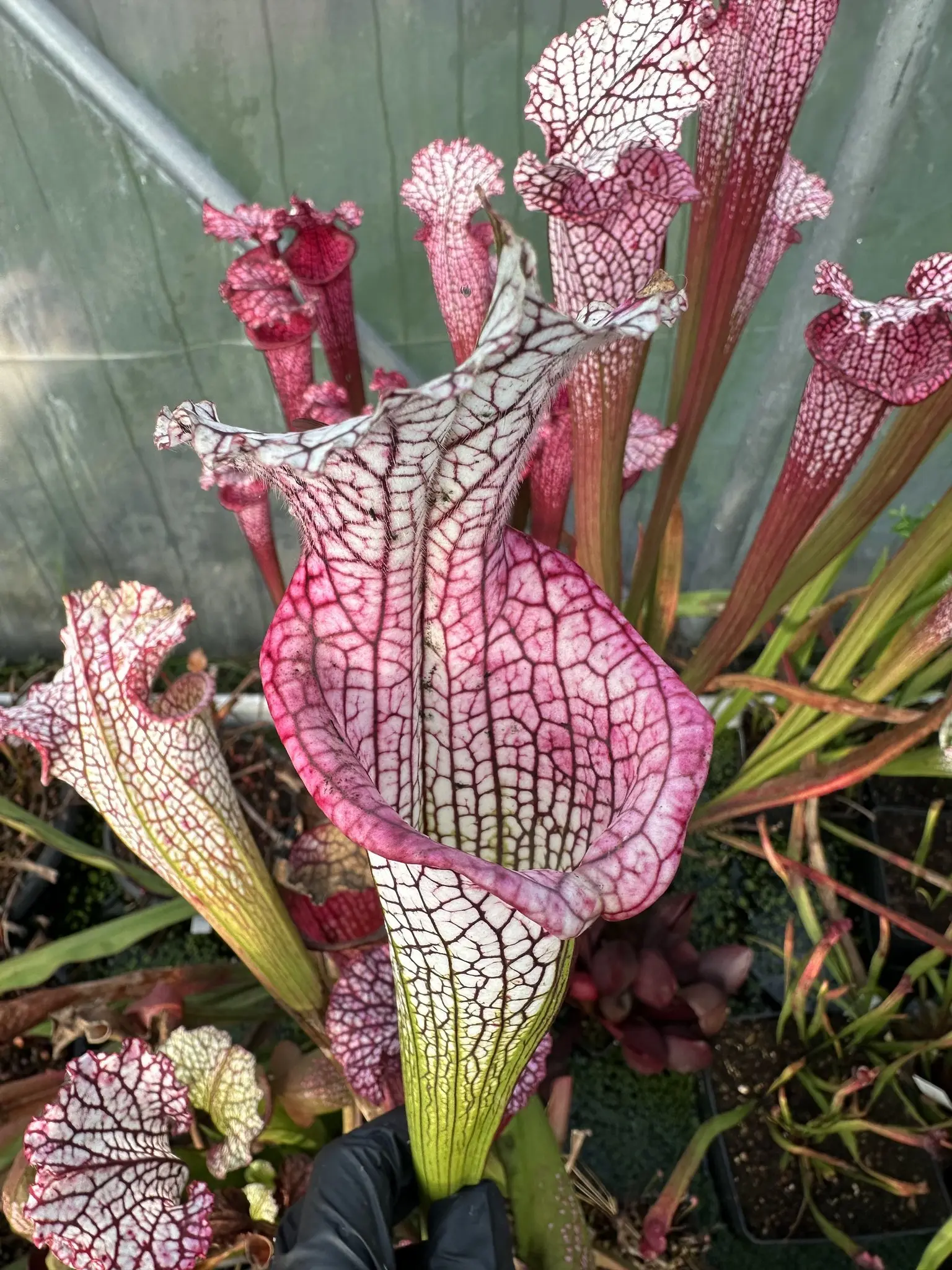 S. x (L14 MK x Sl61), purple mouth