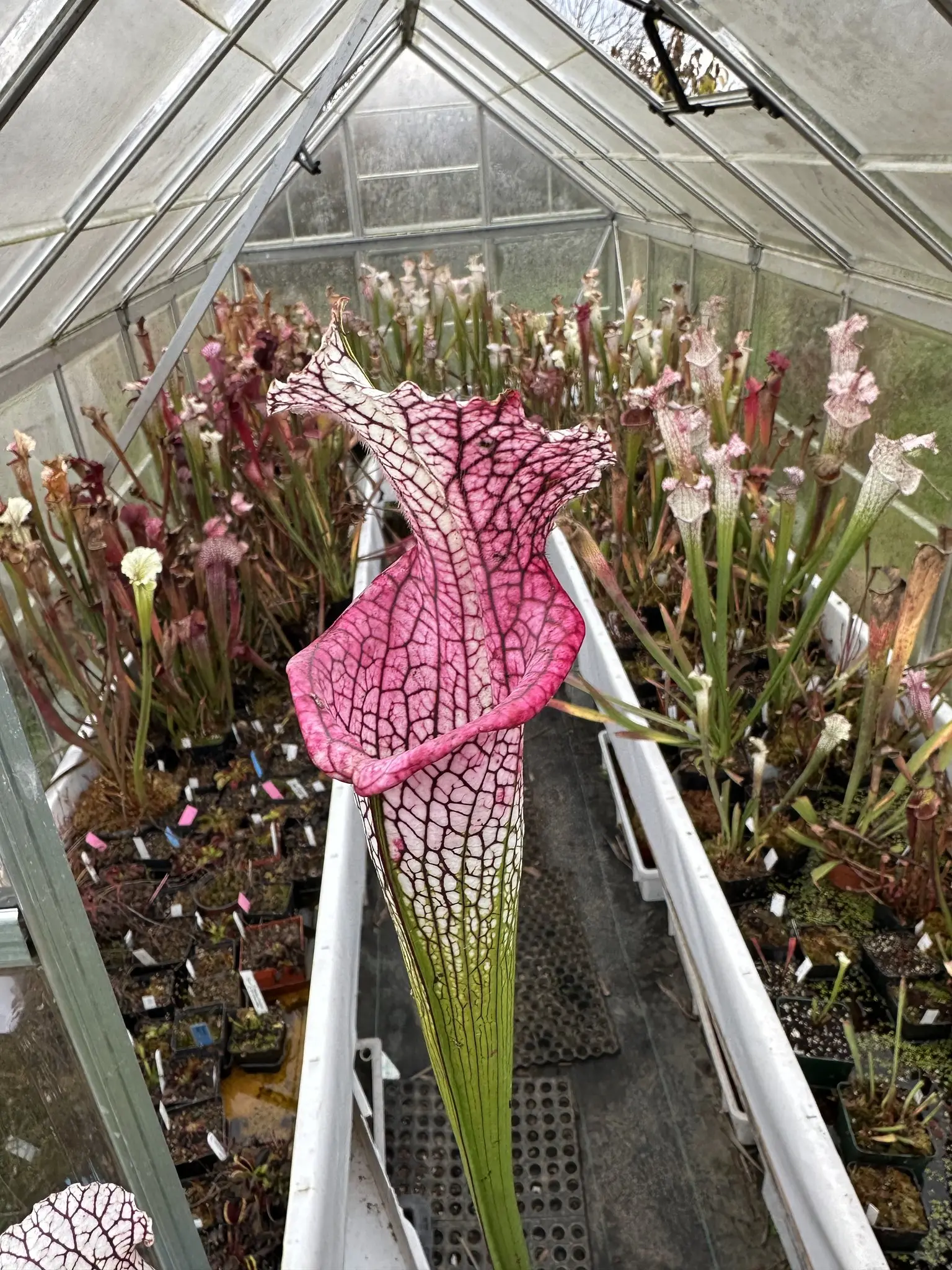 S. x (L14 MK x Sl61), purple mouth