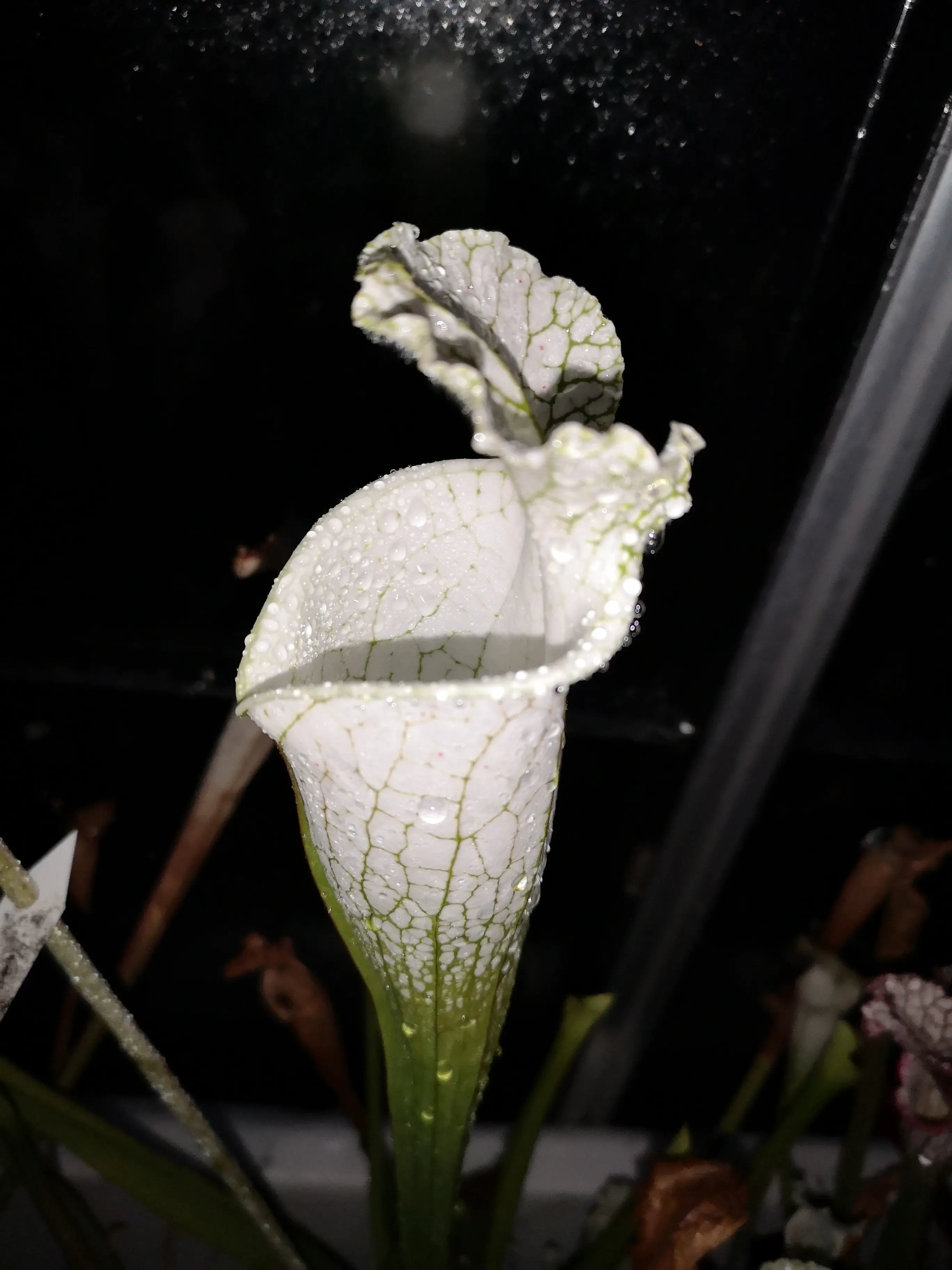 Sarracenia leucophylla var. alba 'Hurricane Creek White', DC pink selection