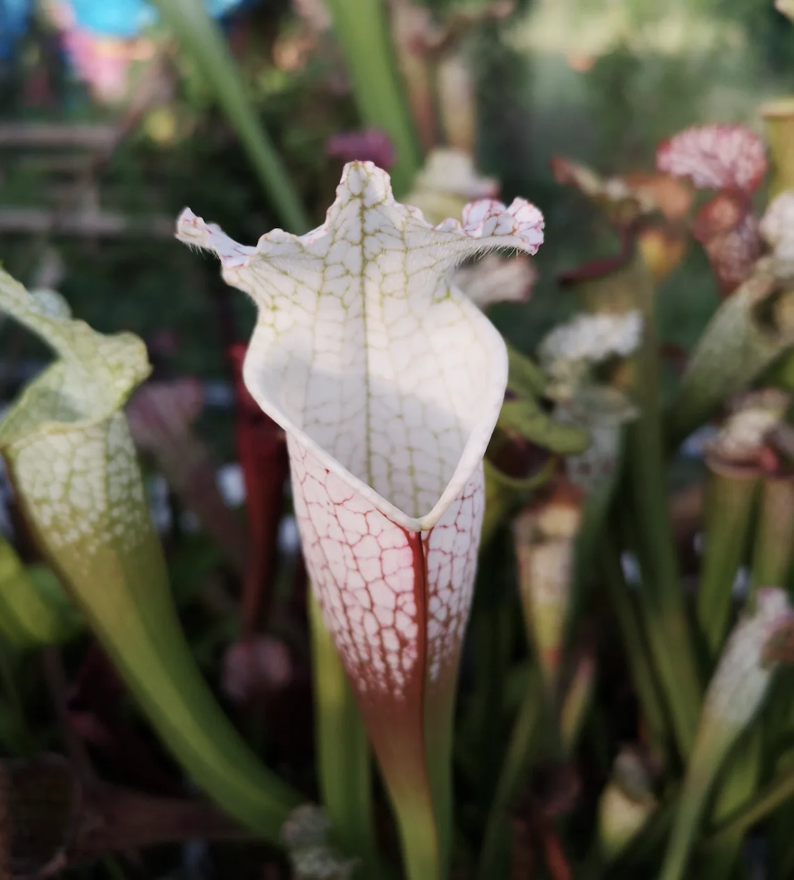Sarracenia leucophylla var. alba 'Hurricane Creek White', DC pink selection