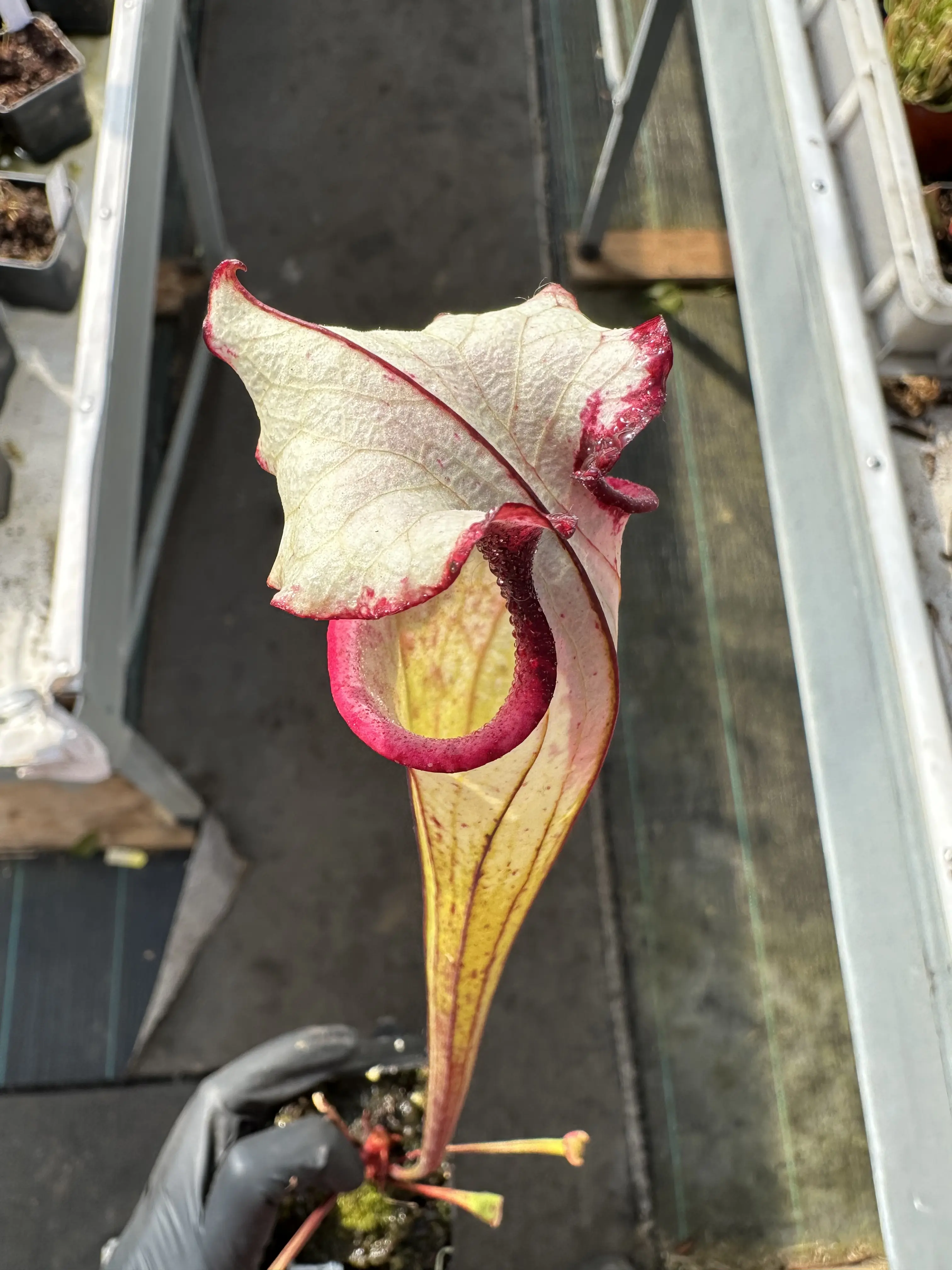 Sarracenia x "Pennywise"