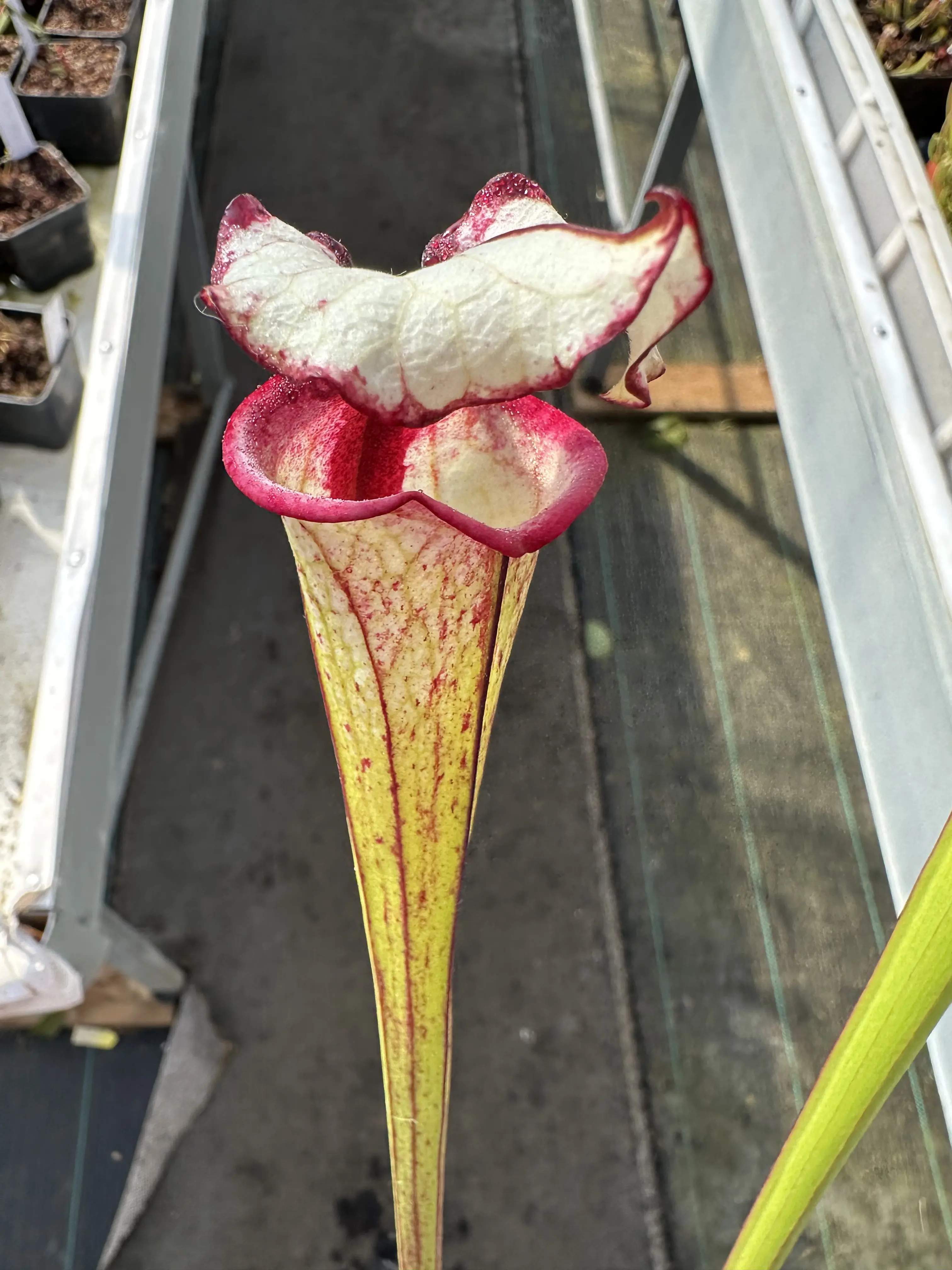 Sarracenia x "Pennywise"