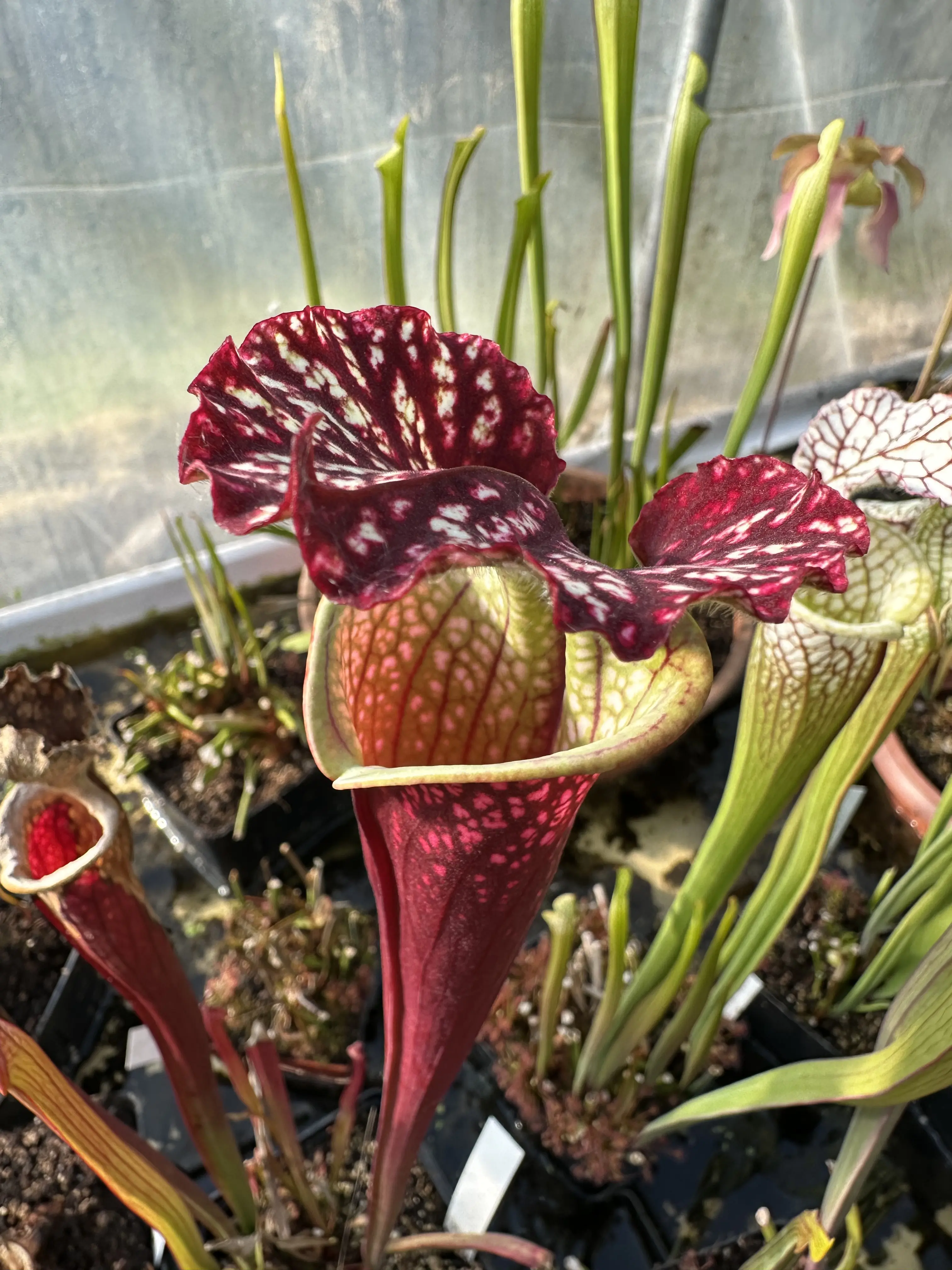 Sarracenia leucophylla, "Wilkerson's Red Rocket" F1