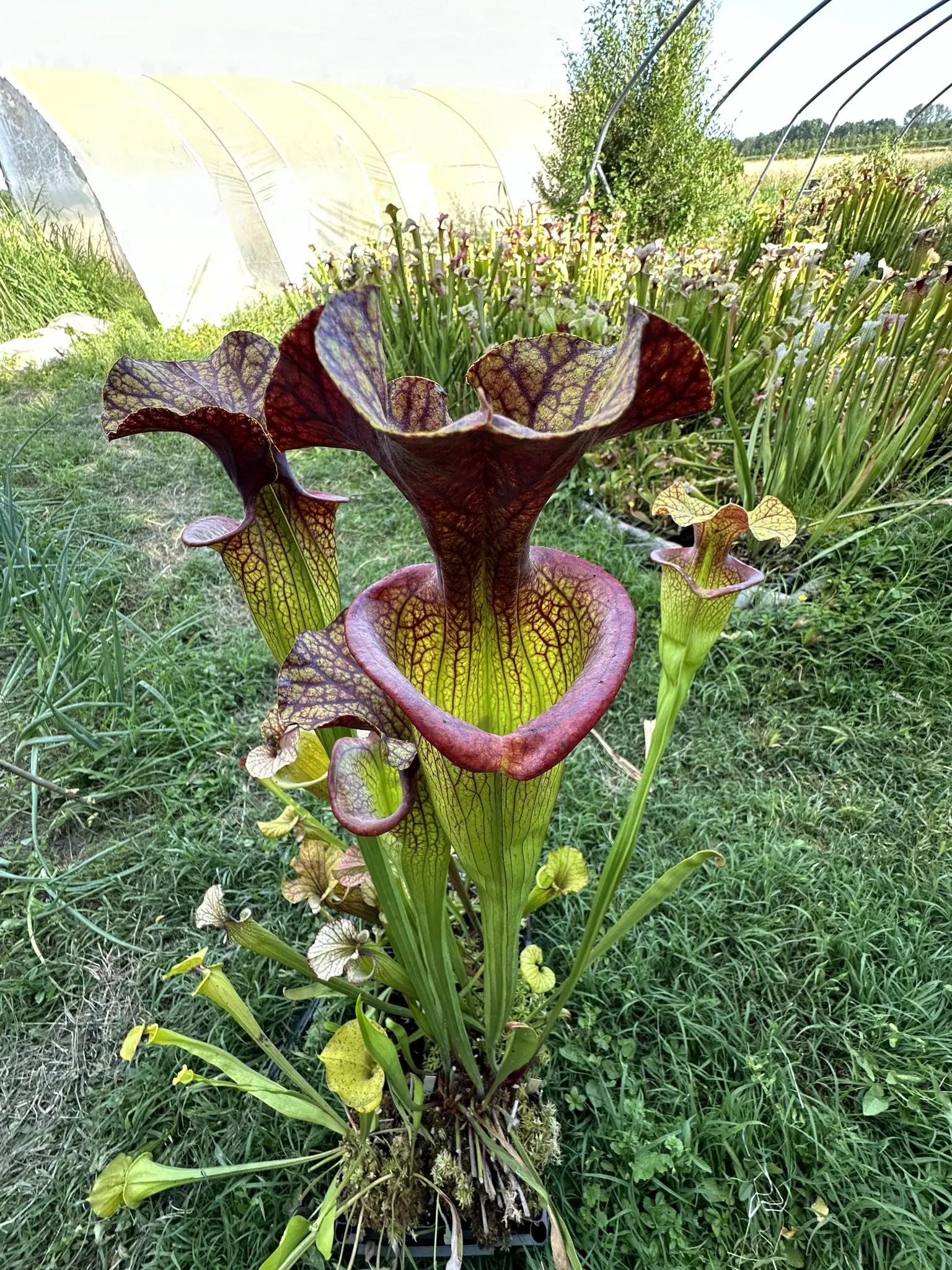 Sarracenia hybrid, extremely big