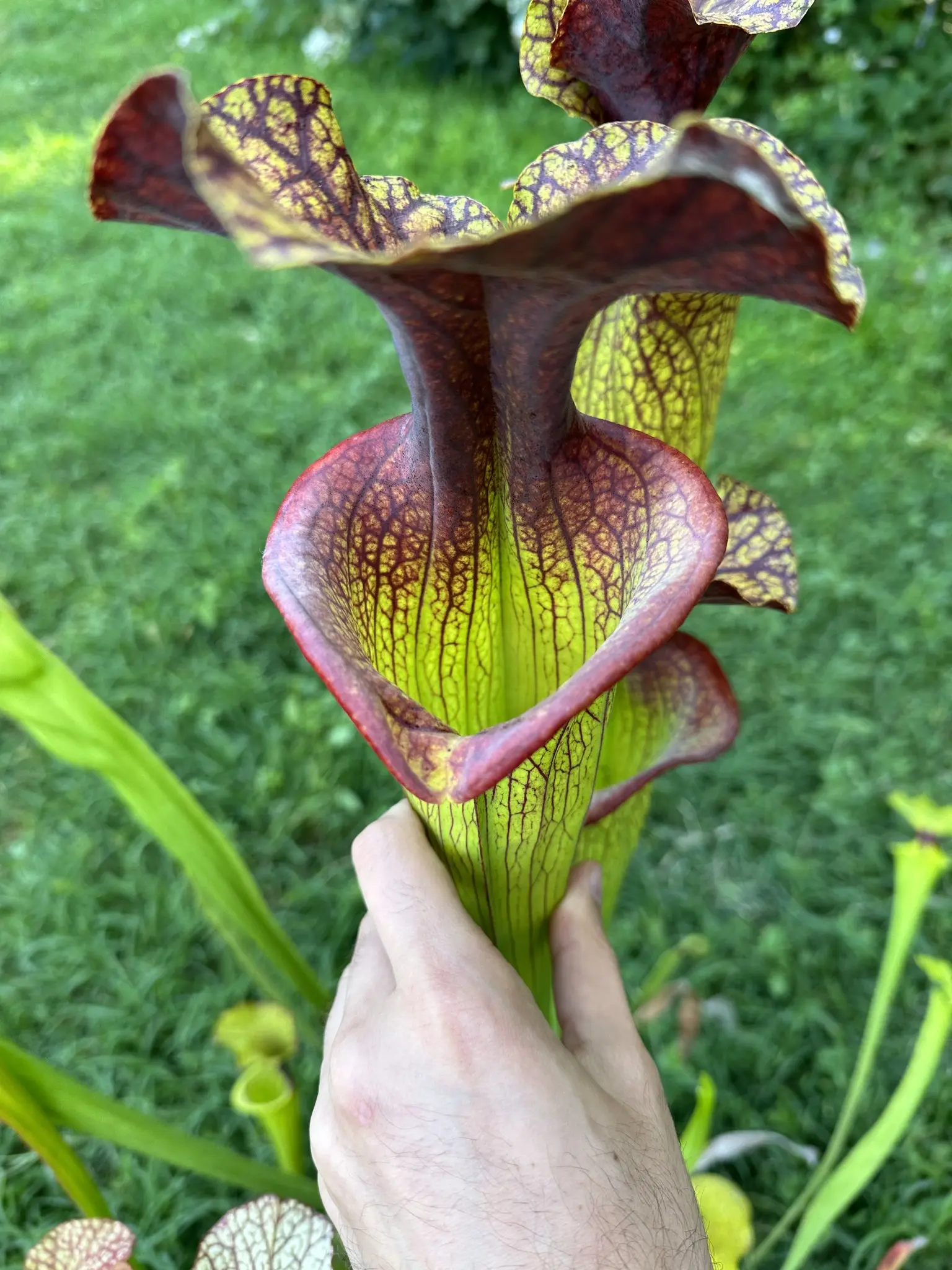 Sarracenia hybrid, extremely big