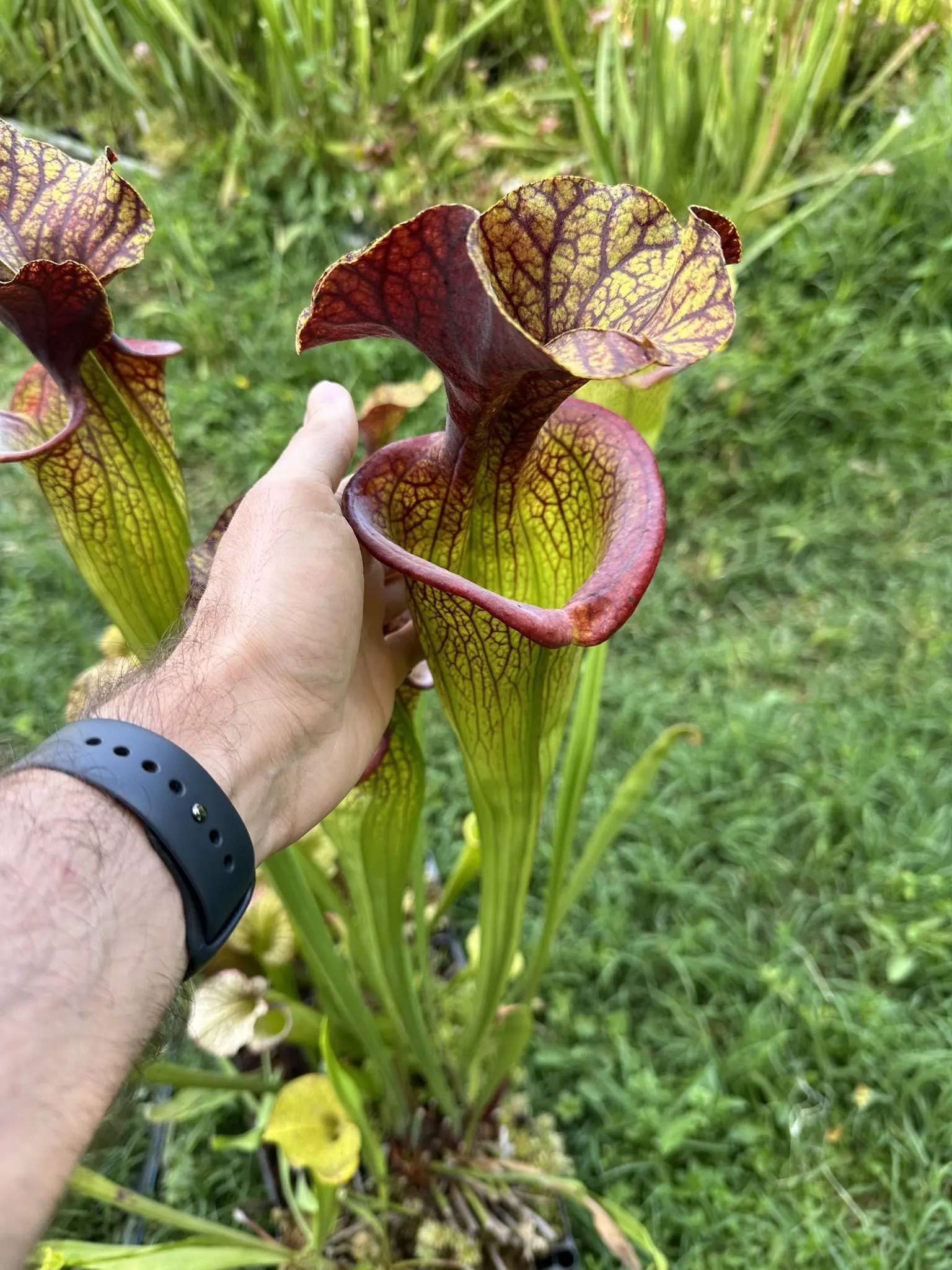 Sarracenia hybrid, extremely big