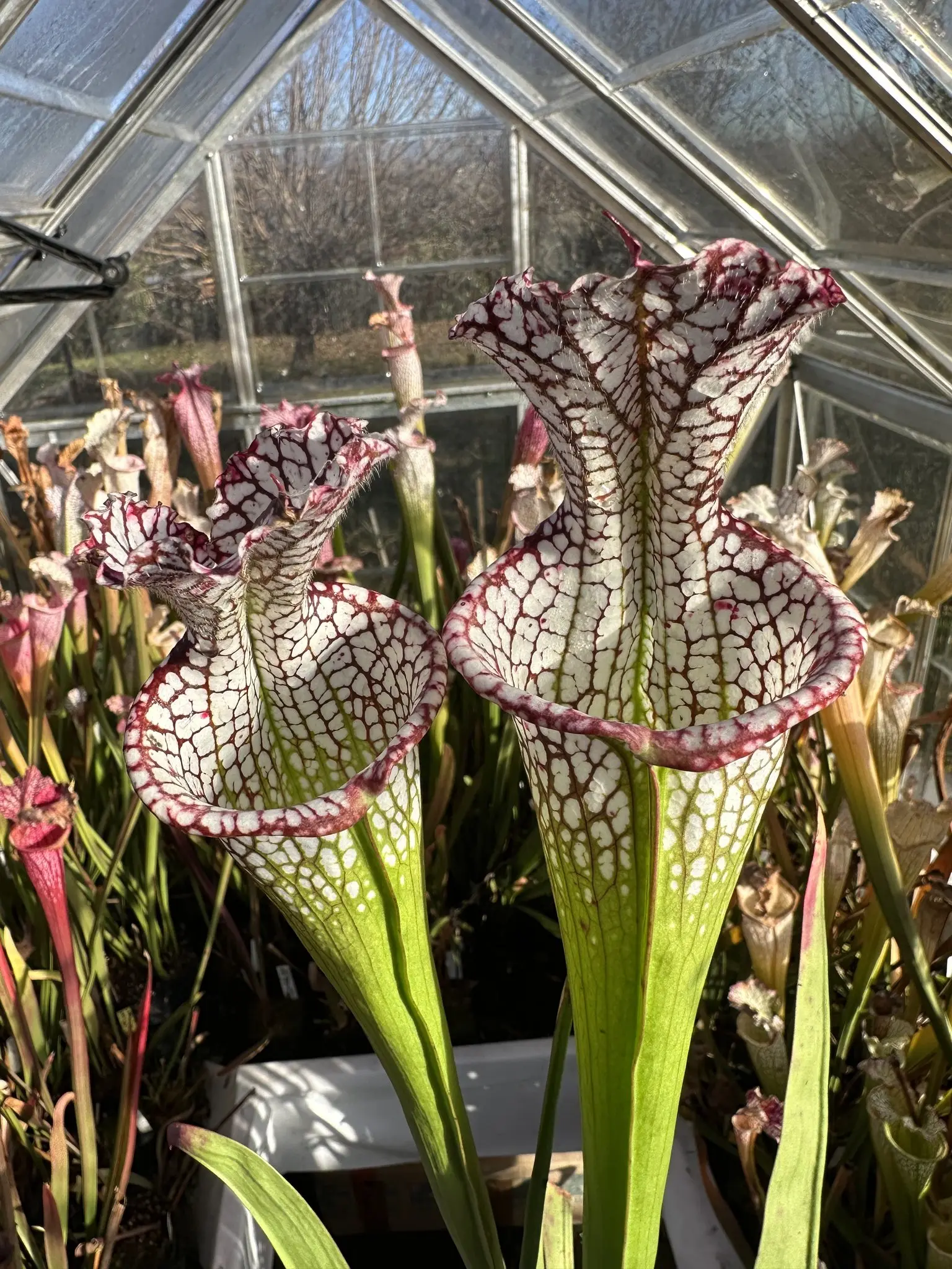 Sarracenia leucophylla, purple lips