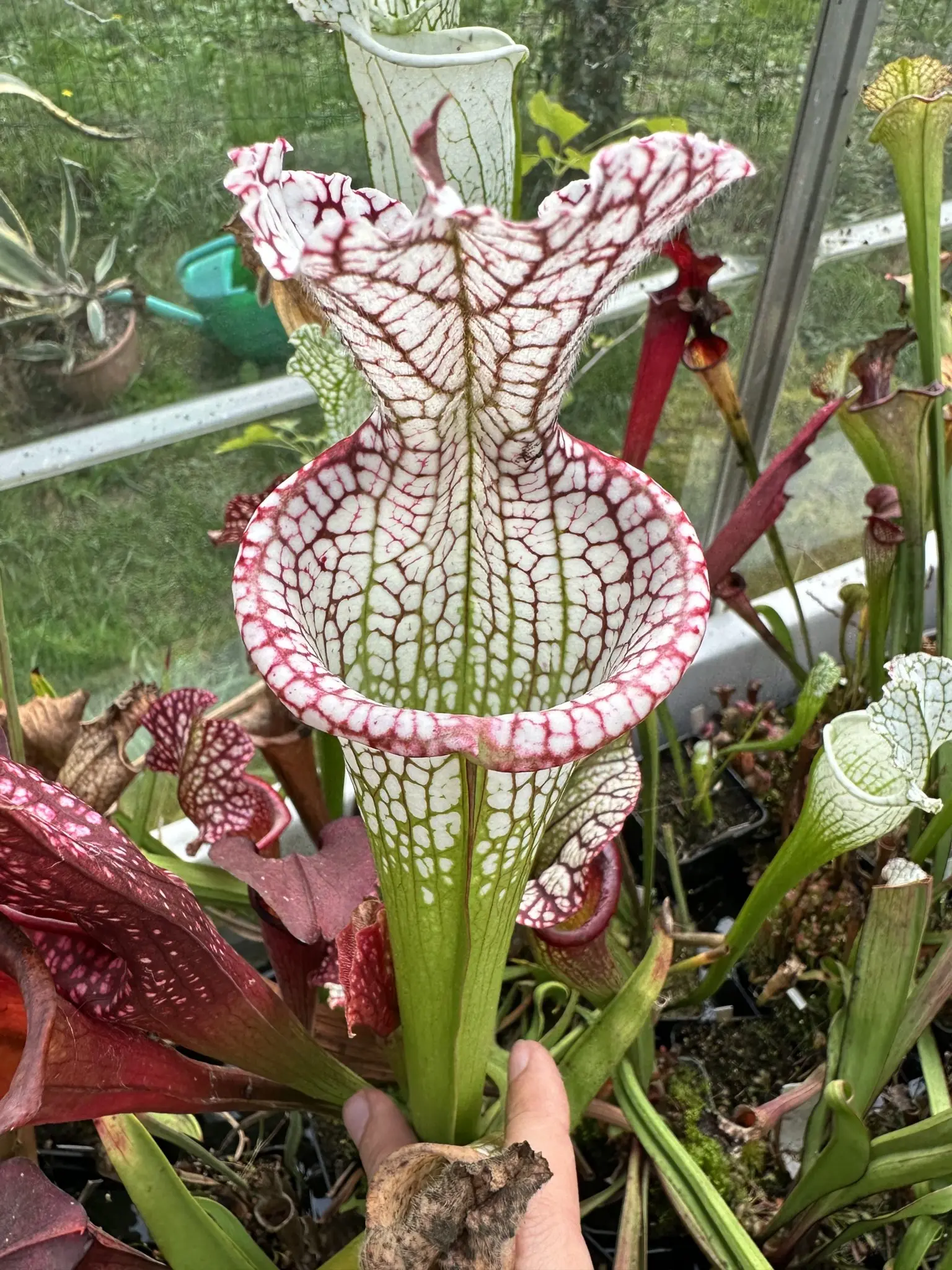 Sarracenia leucophylla, purple lips