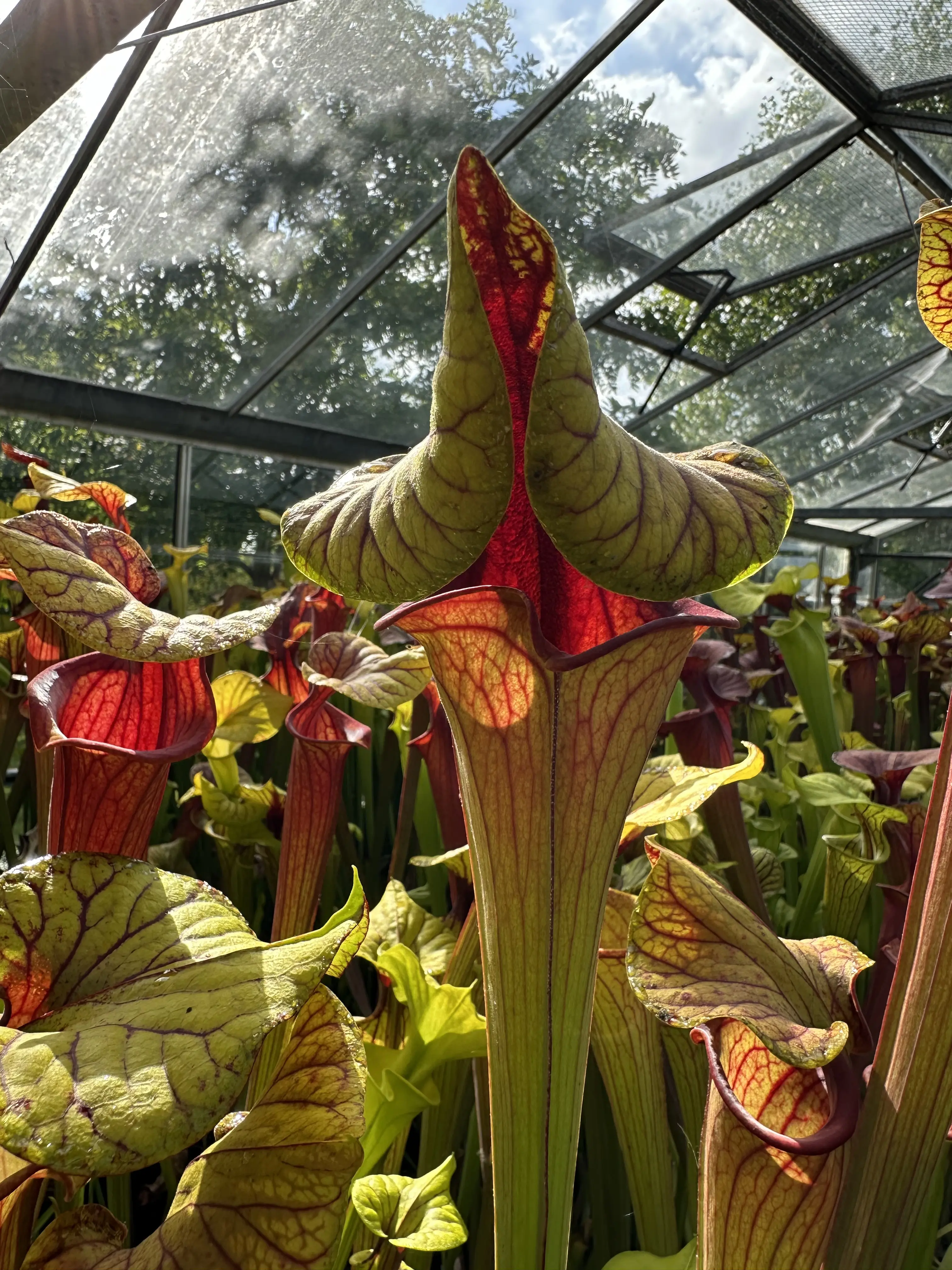 Sarracenia flava "Super extreme red throat"