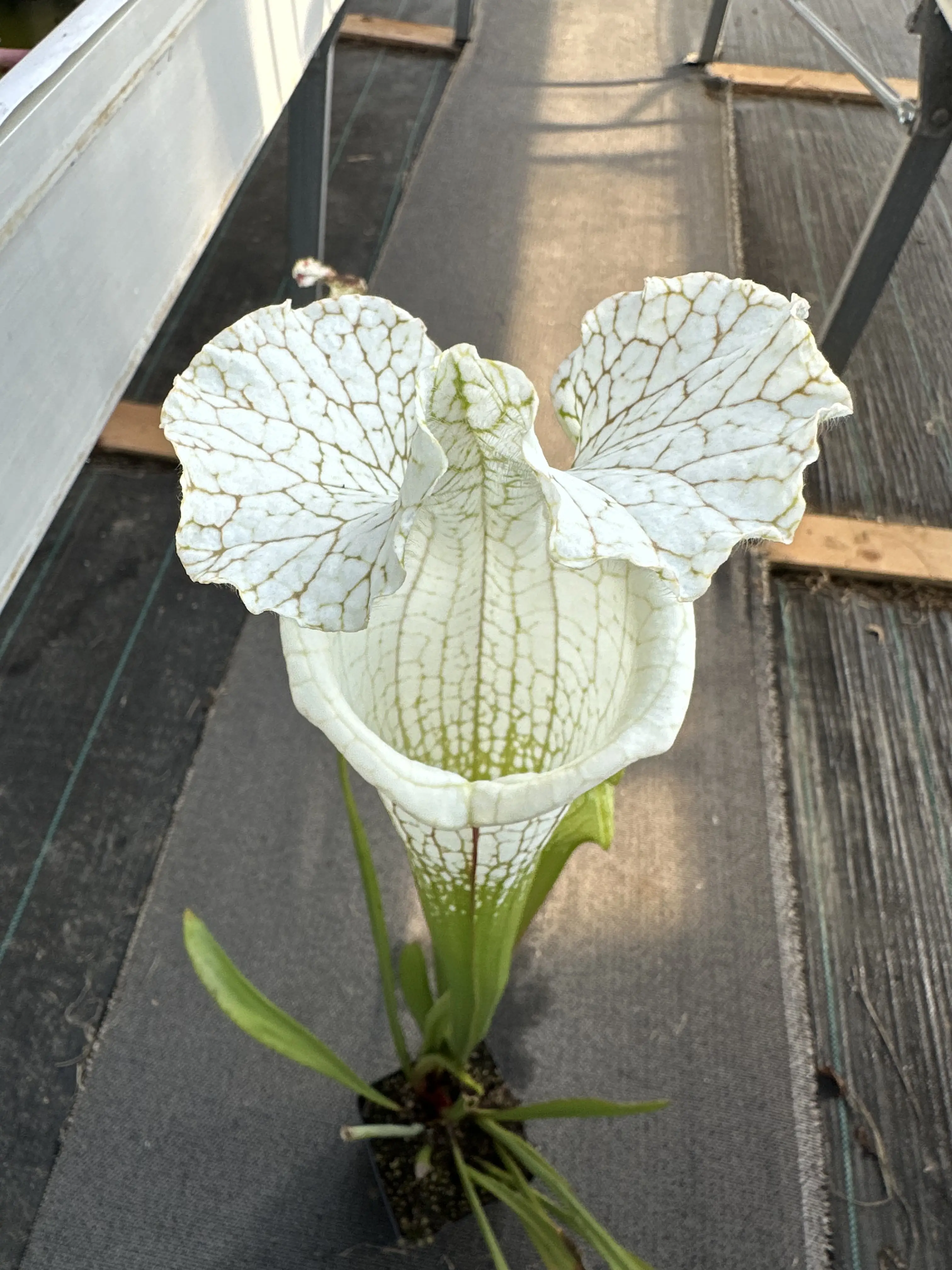 Sarracenia leucophylla var. alba 'Hurricane Creek White', "Beast clone"