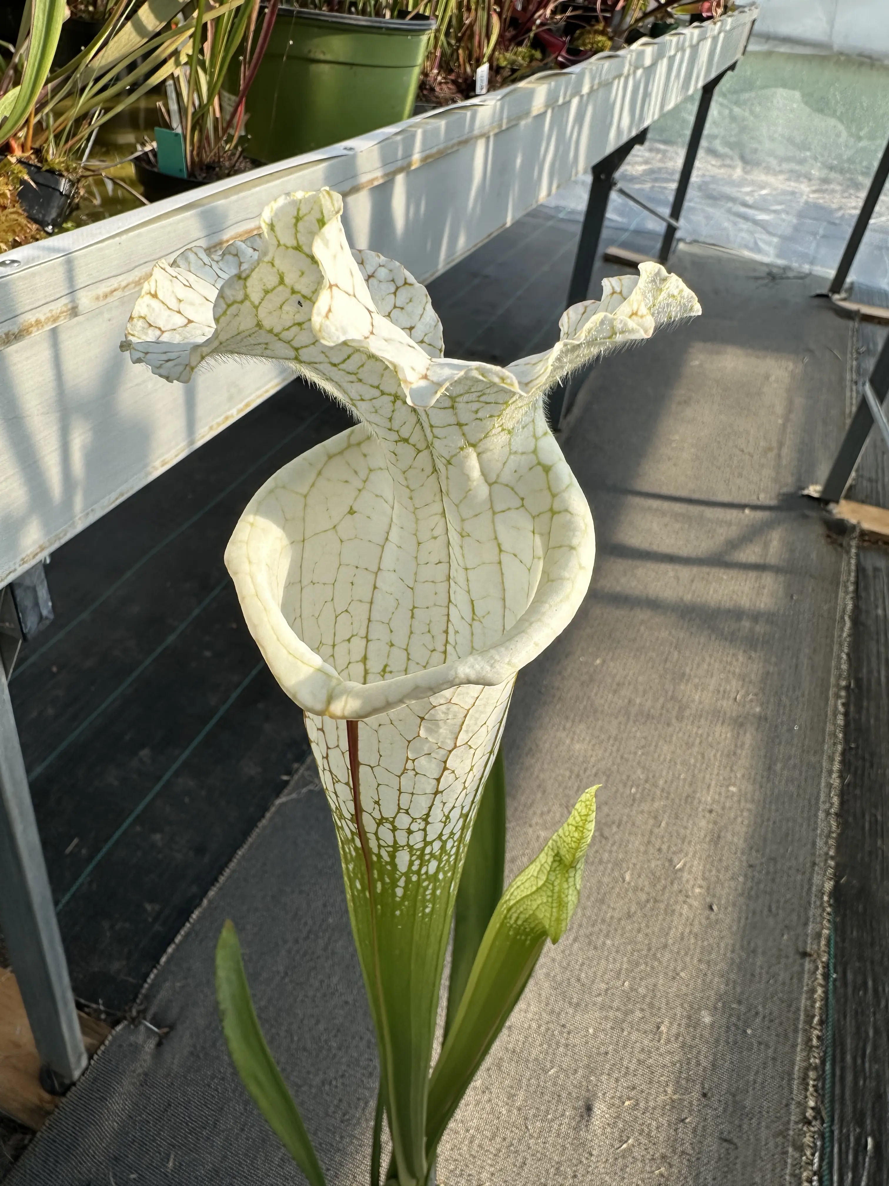 Sarracenia leucophylla var. alba 'Hurricane Creek White', "Beast clone"