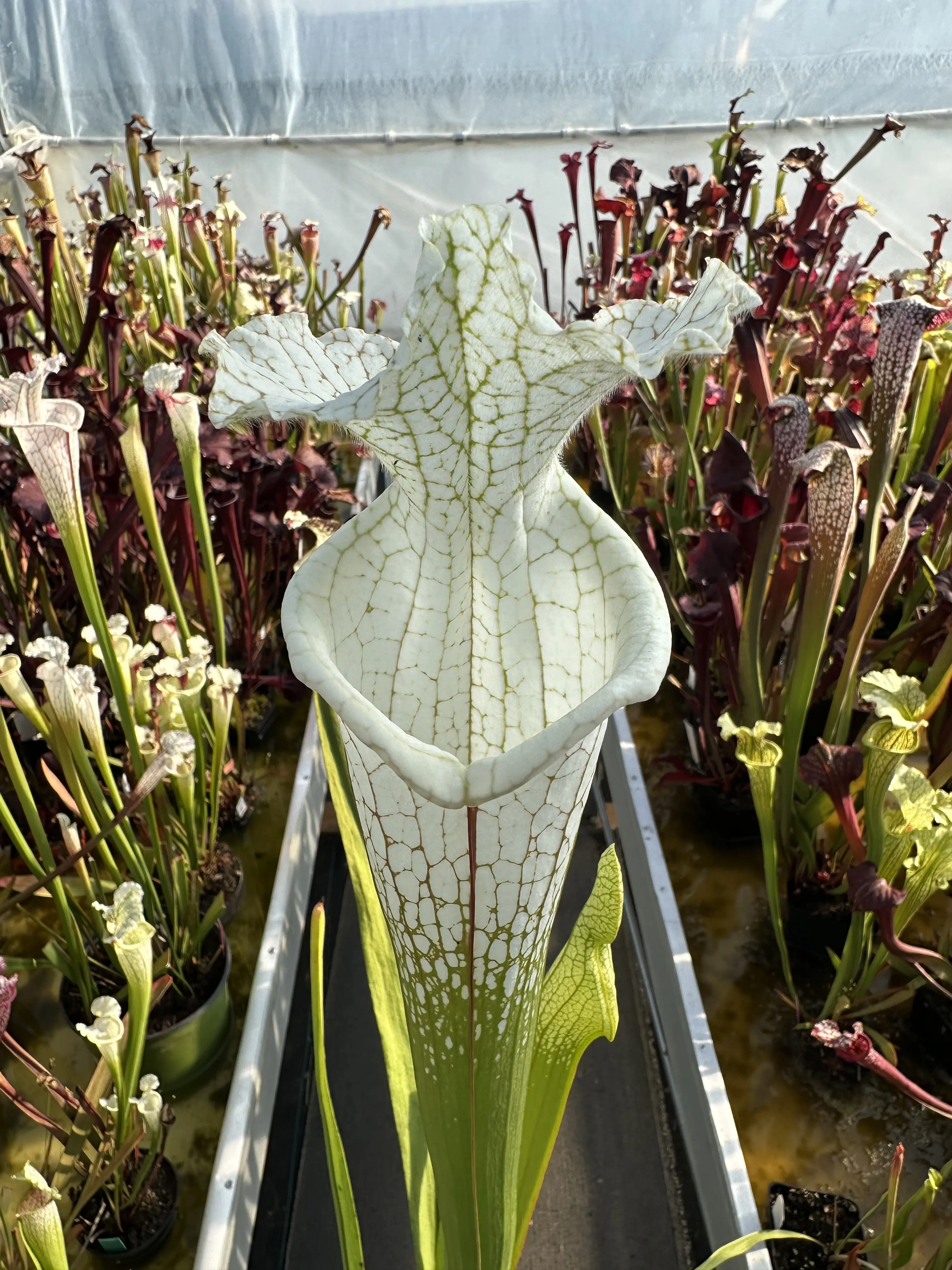 Sarracenia leucophylla var. alba 'Hurricane Creek White', "Beast clone"