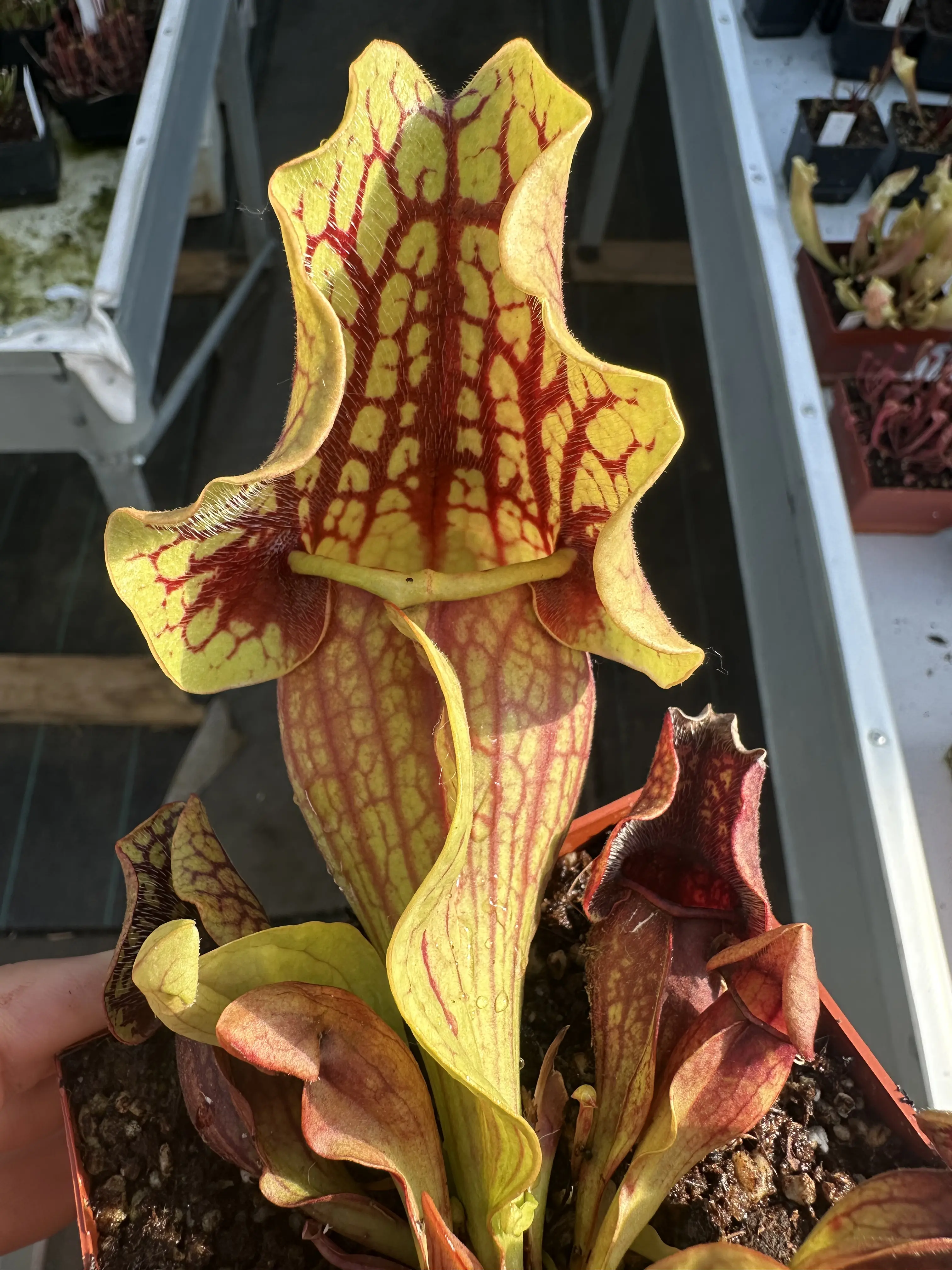 S. purpurea ssp. venosa (Ruffled Lid x var montana Tom's Swamp)