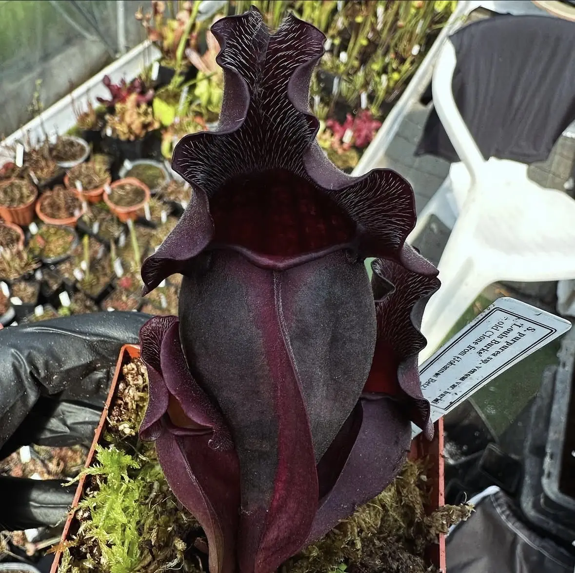Sarracenia purpurea ssp. venosa var. burkii "Luis burke"