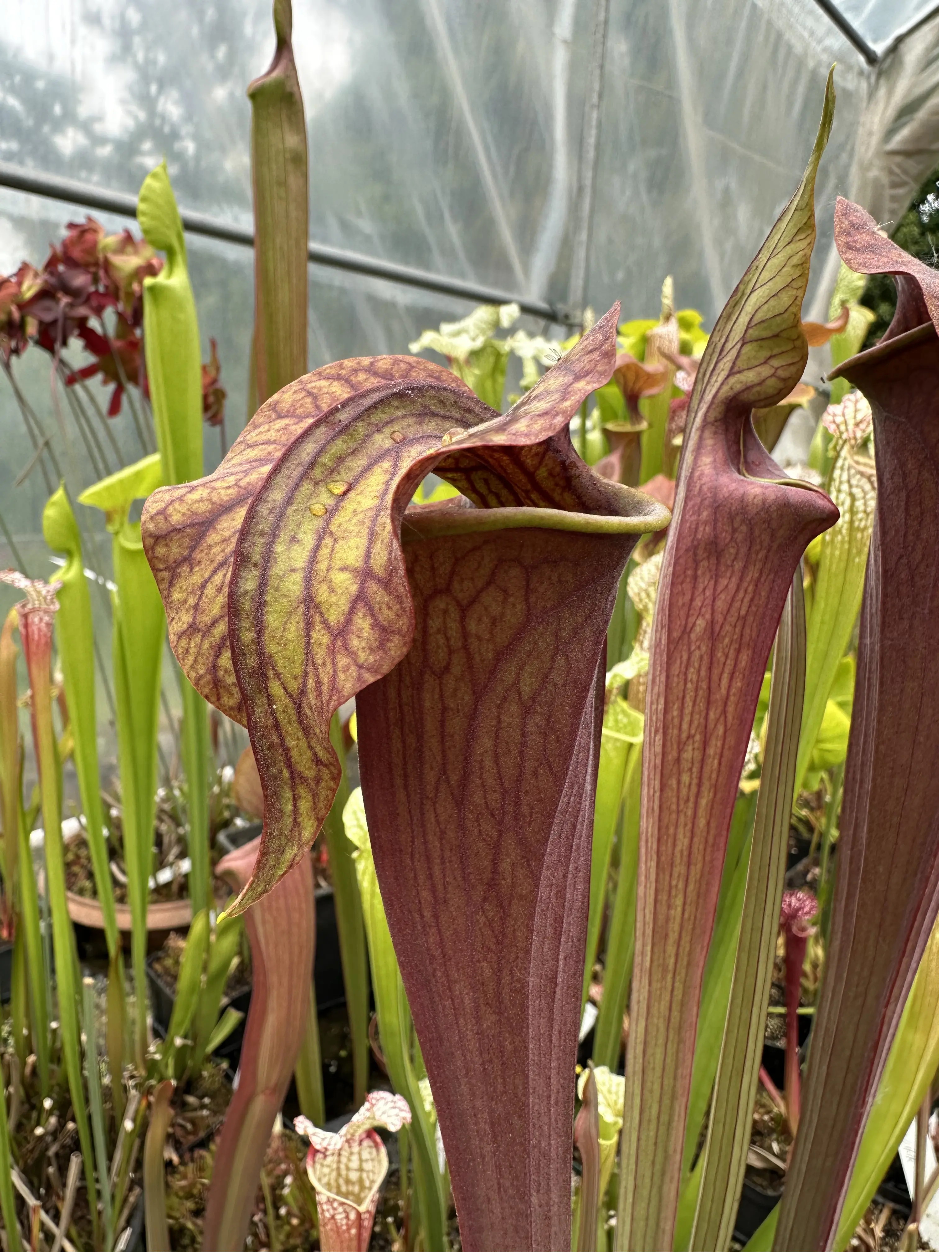Sarracenia alata OP