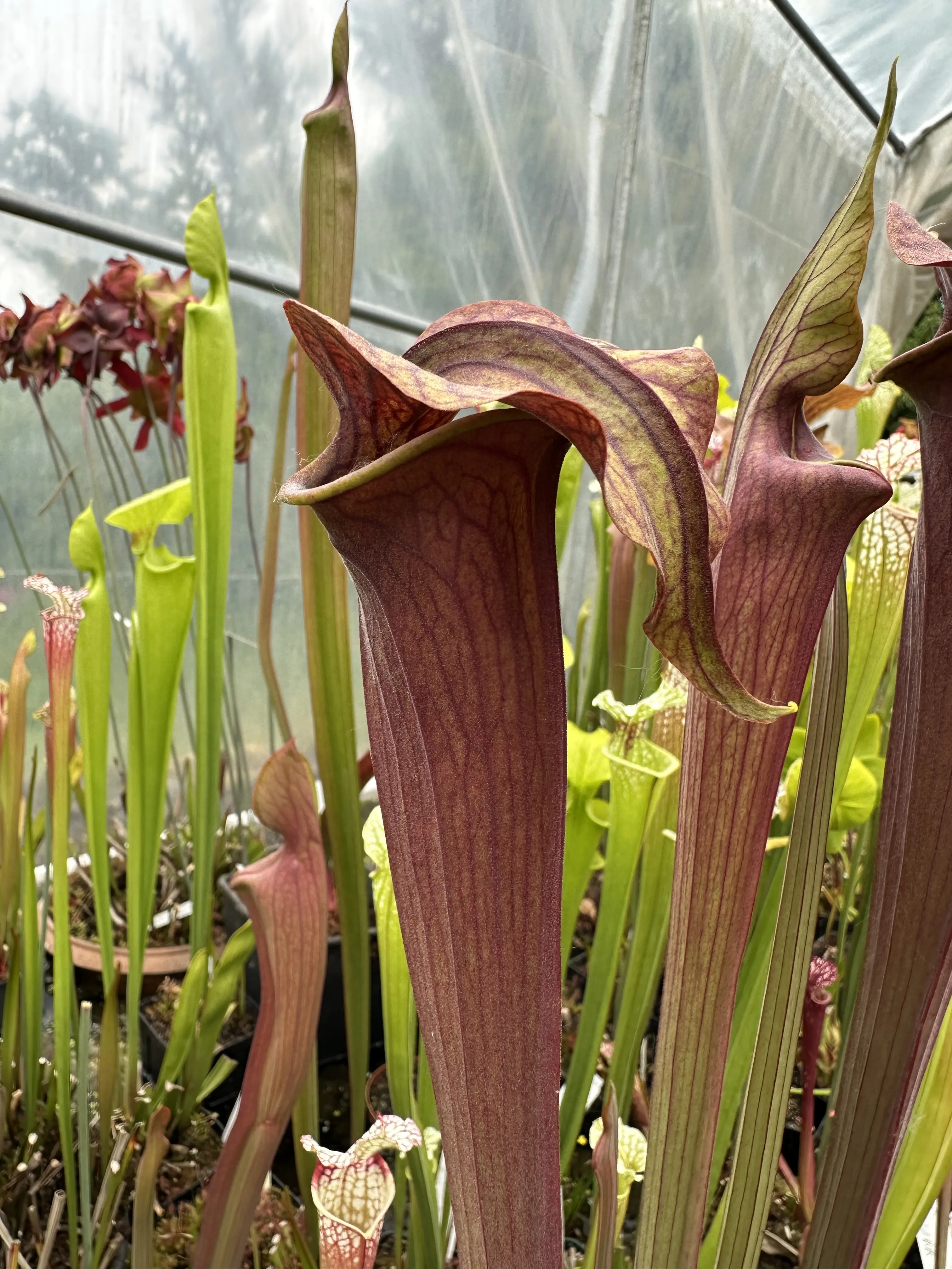 Sarracenia alata OP