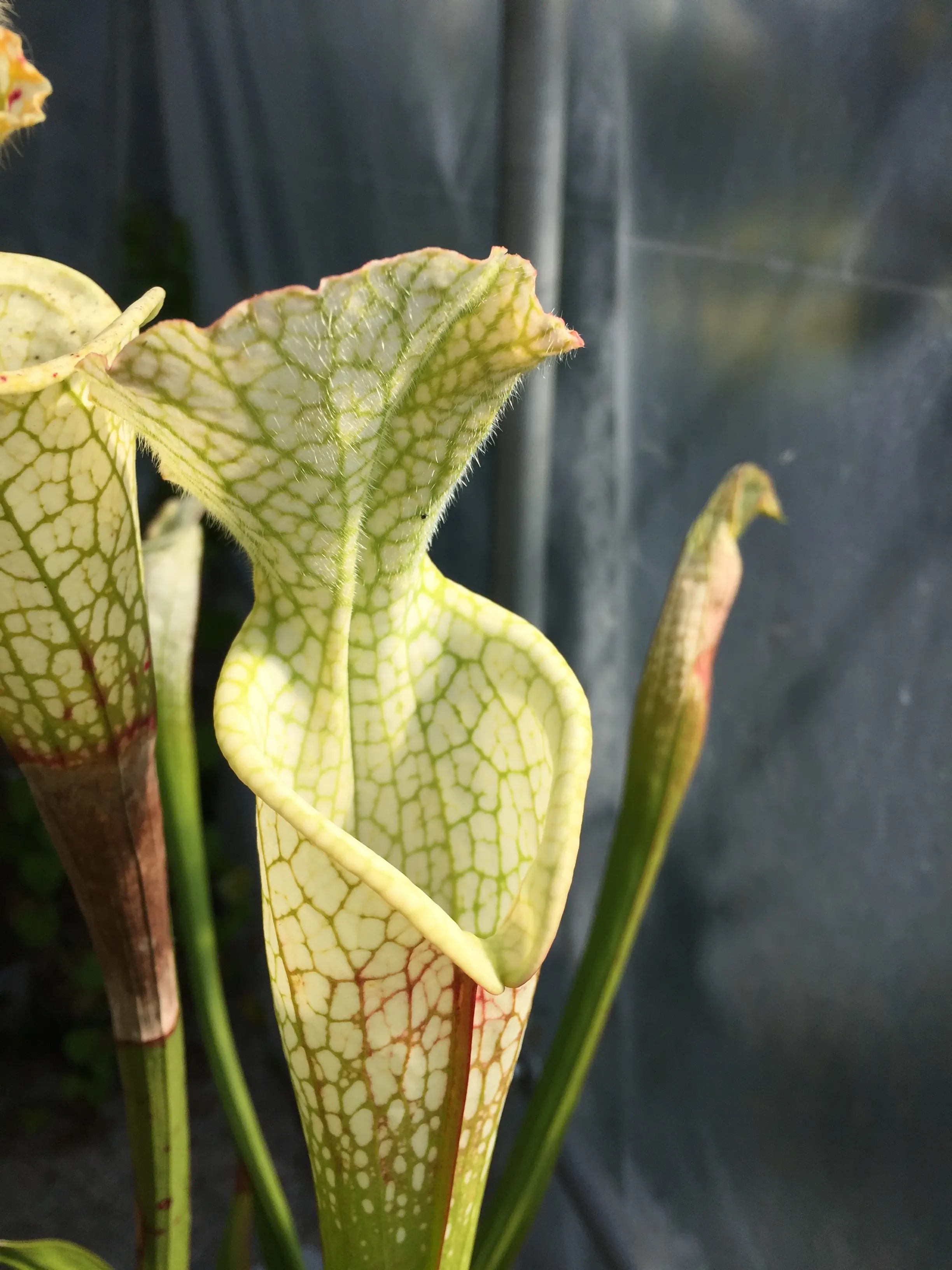S. leucophylla var. alba 'Hurricane Creek White', clone E