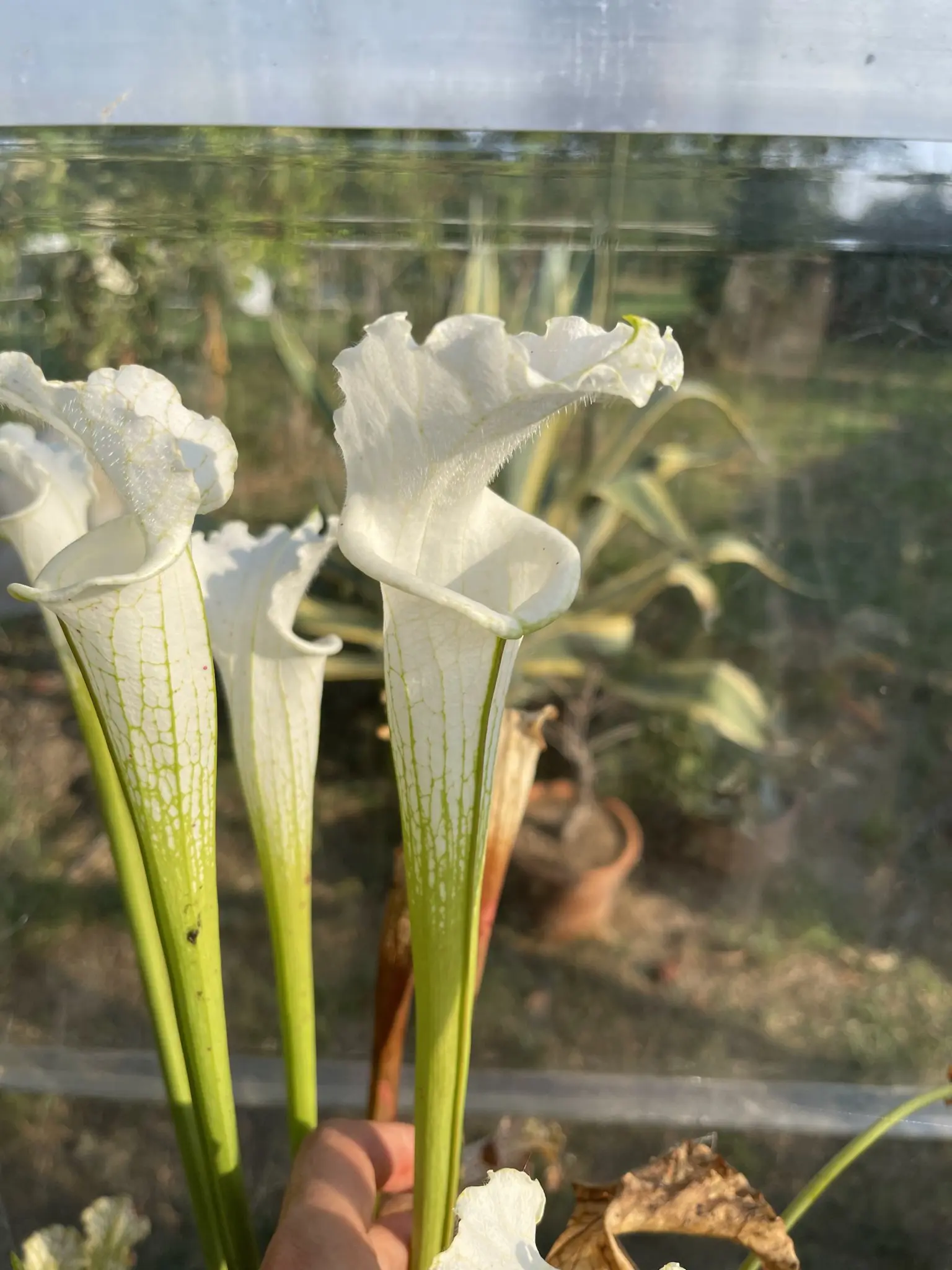 Sarracenia leucophylla var. alba, very white tops, with some green veines