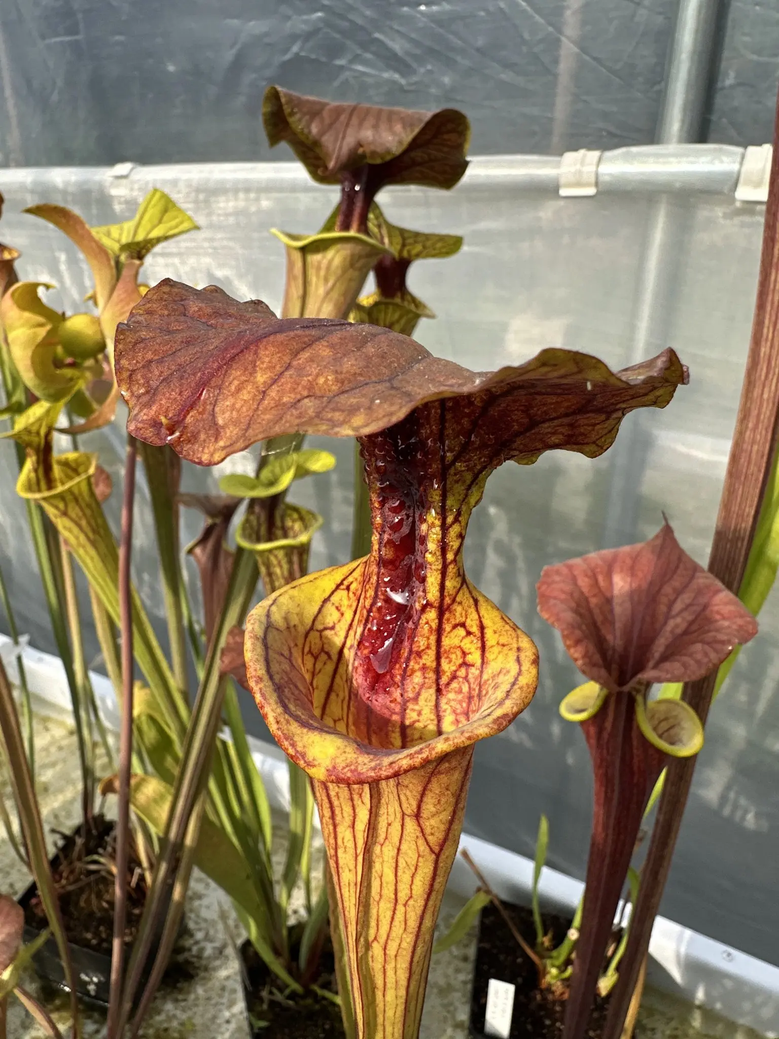 Sarracenia flava "Tired lid"