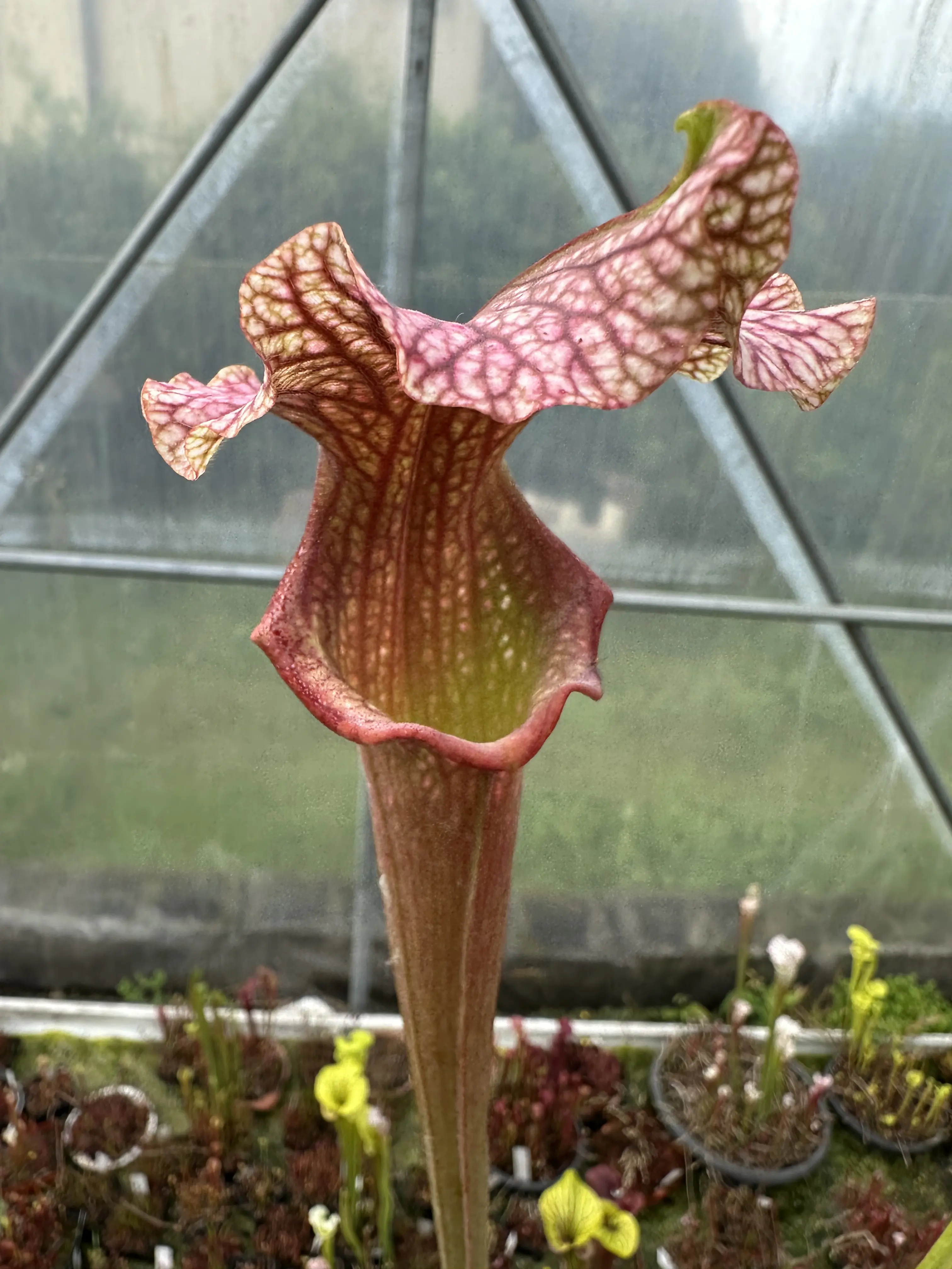 Sarracenia x (Reptilian Rose x leuco Purple Lips) 