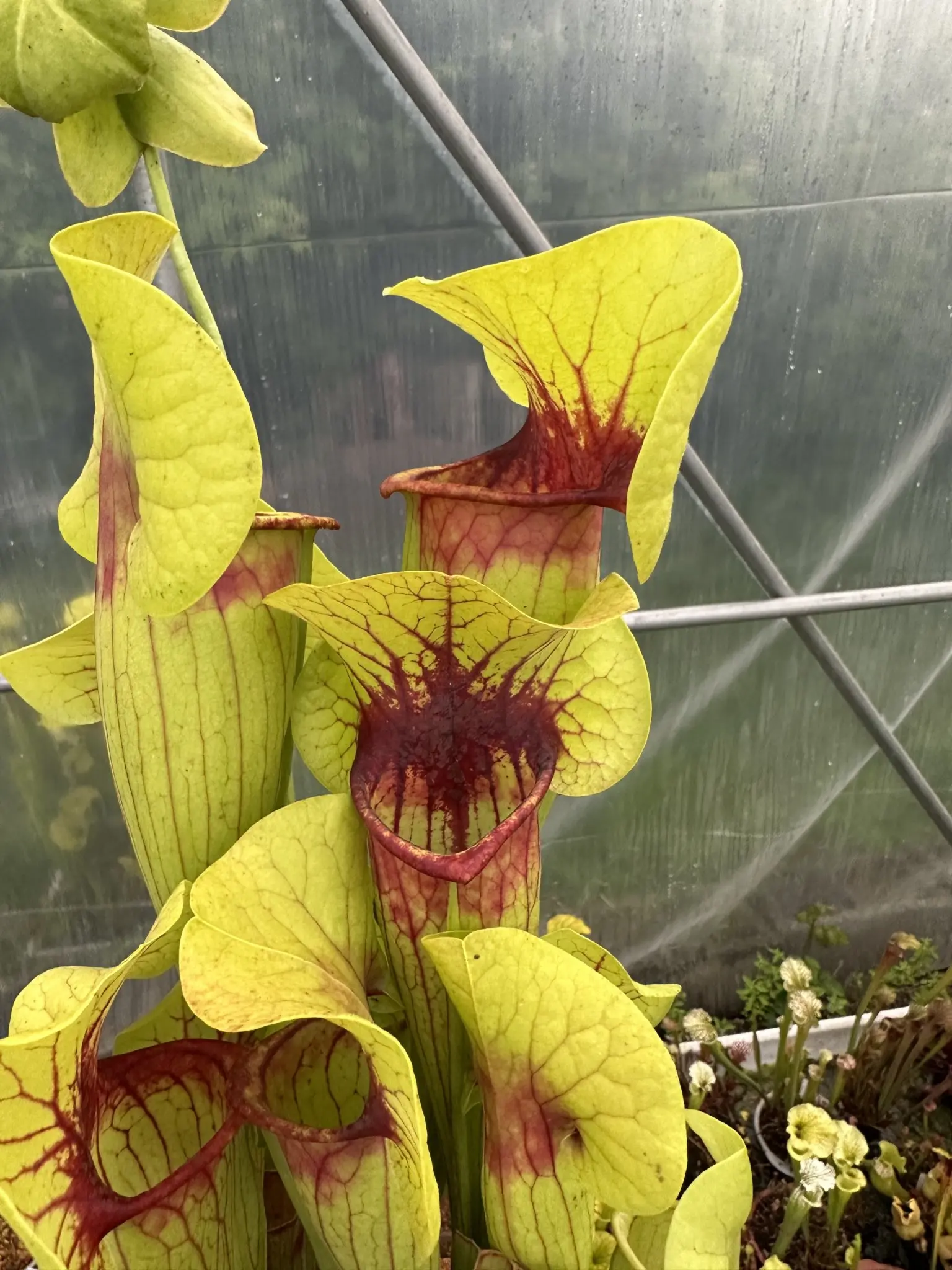 Sarracenia catasbaei, clone 1