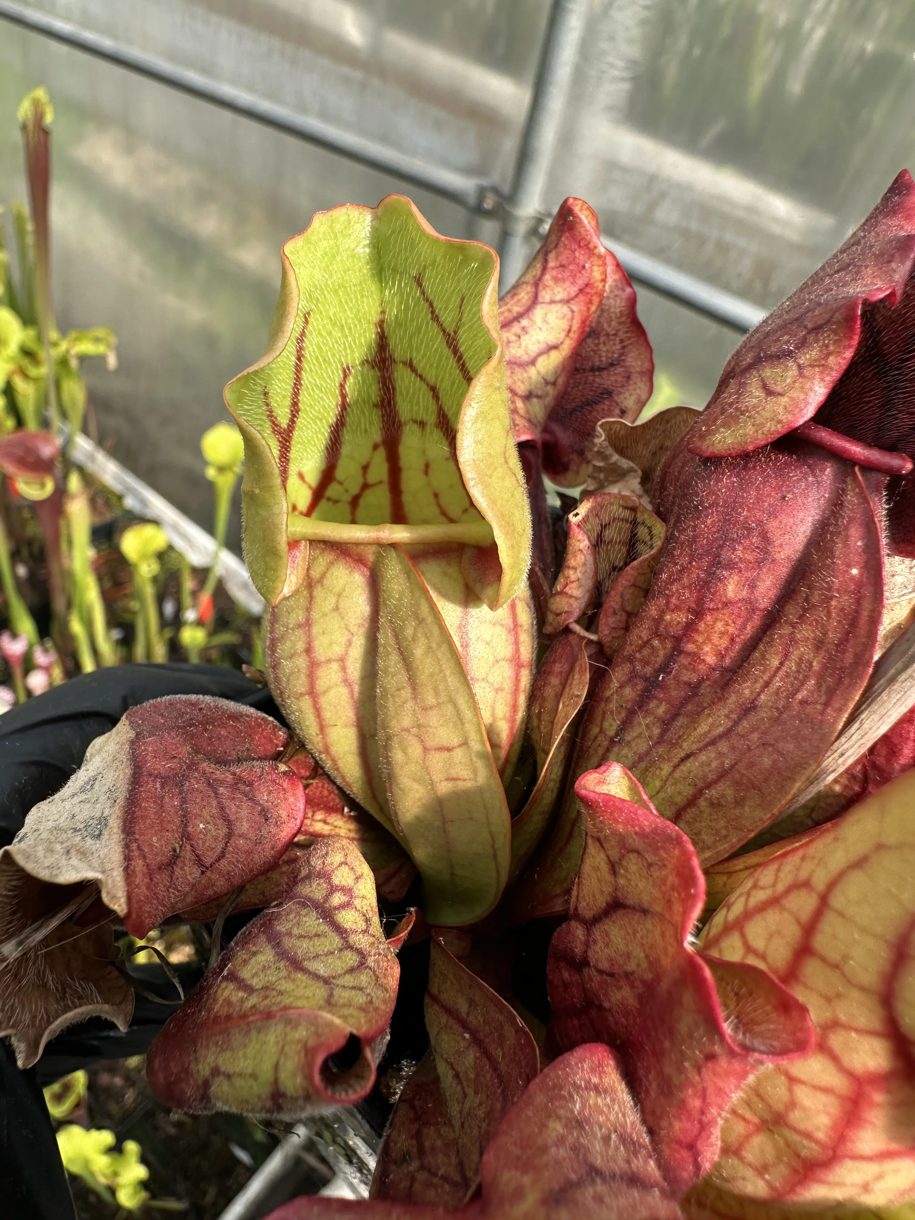 Sarracenia purpurea ssp. venosa var. montana