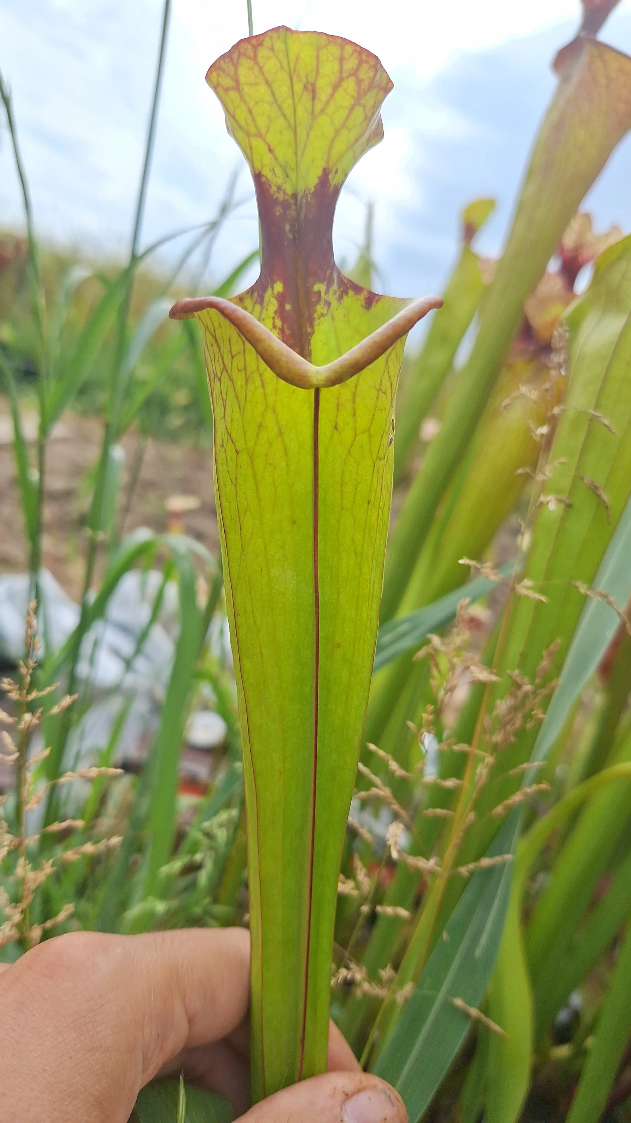 Sarracenia hybrid "Small lid"