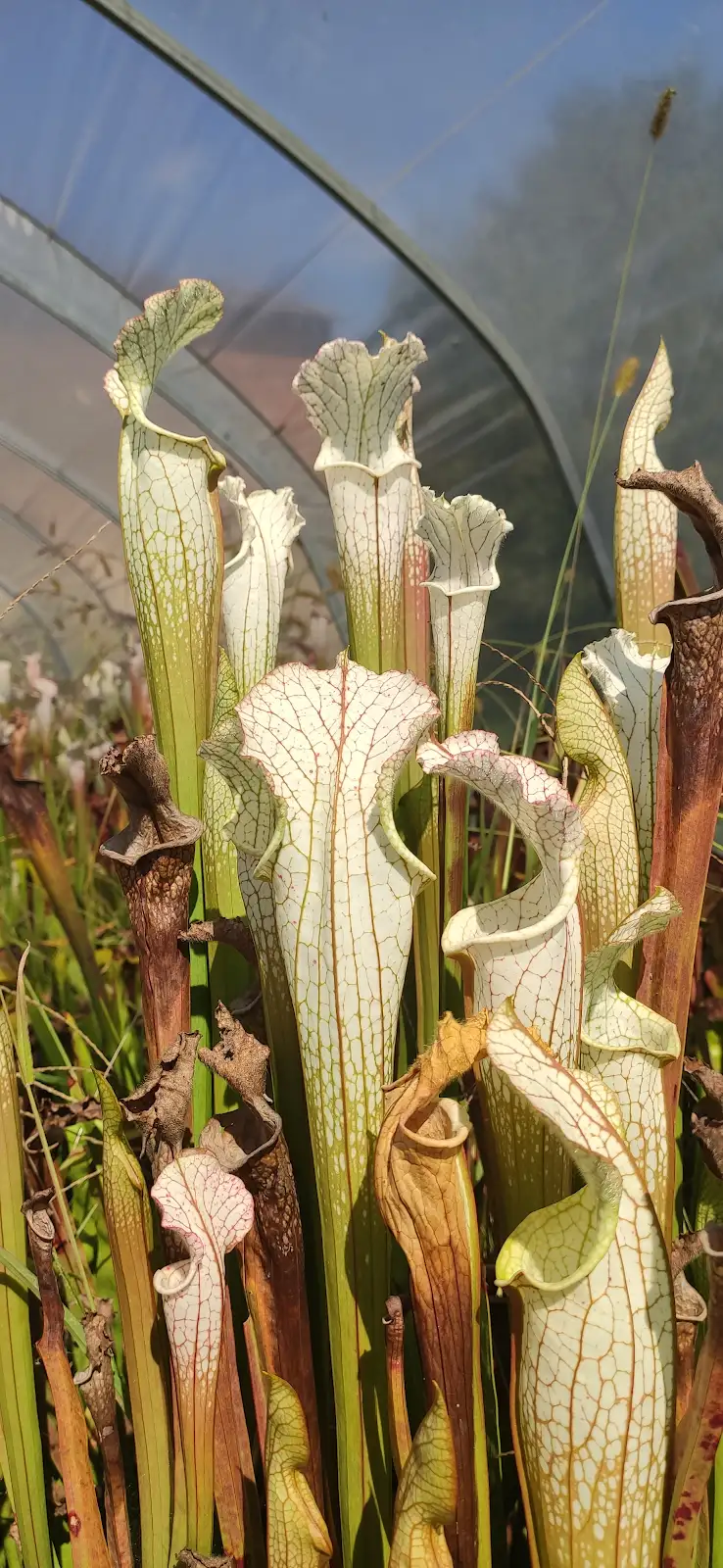 Sarracenia leucophylla 